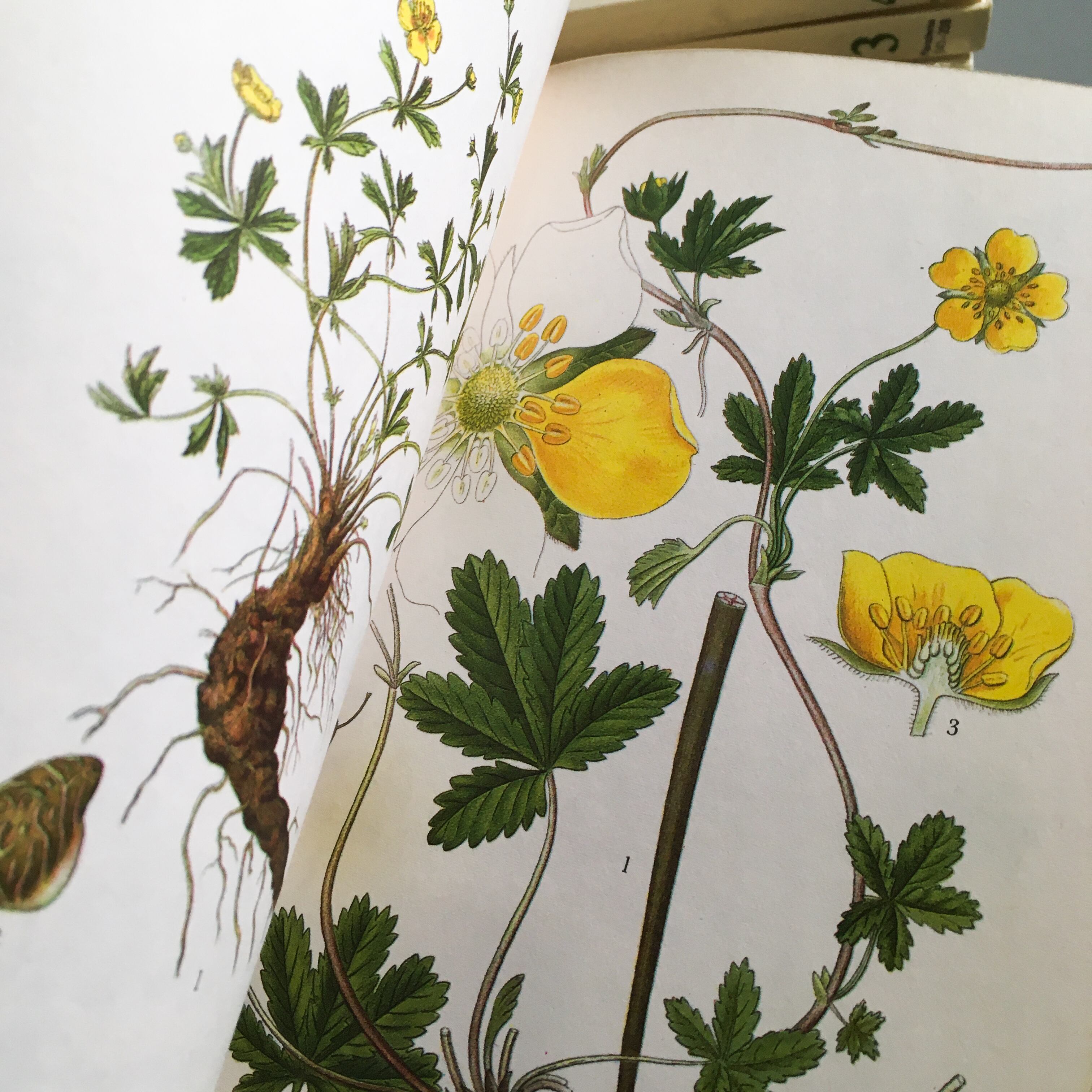 1976年 スウェーデンの植物図鑑 Nordens Flora 植物図鑑 C.A.M. 