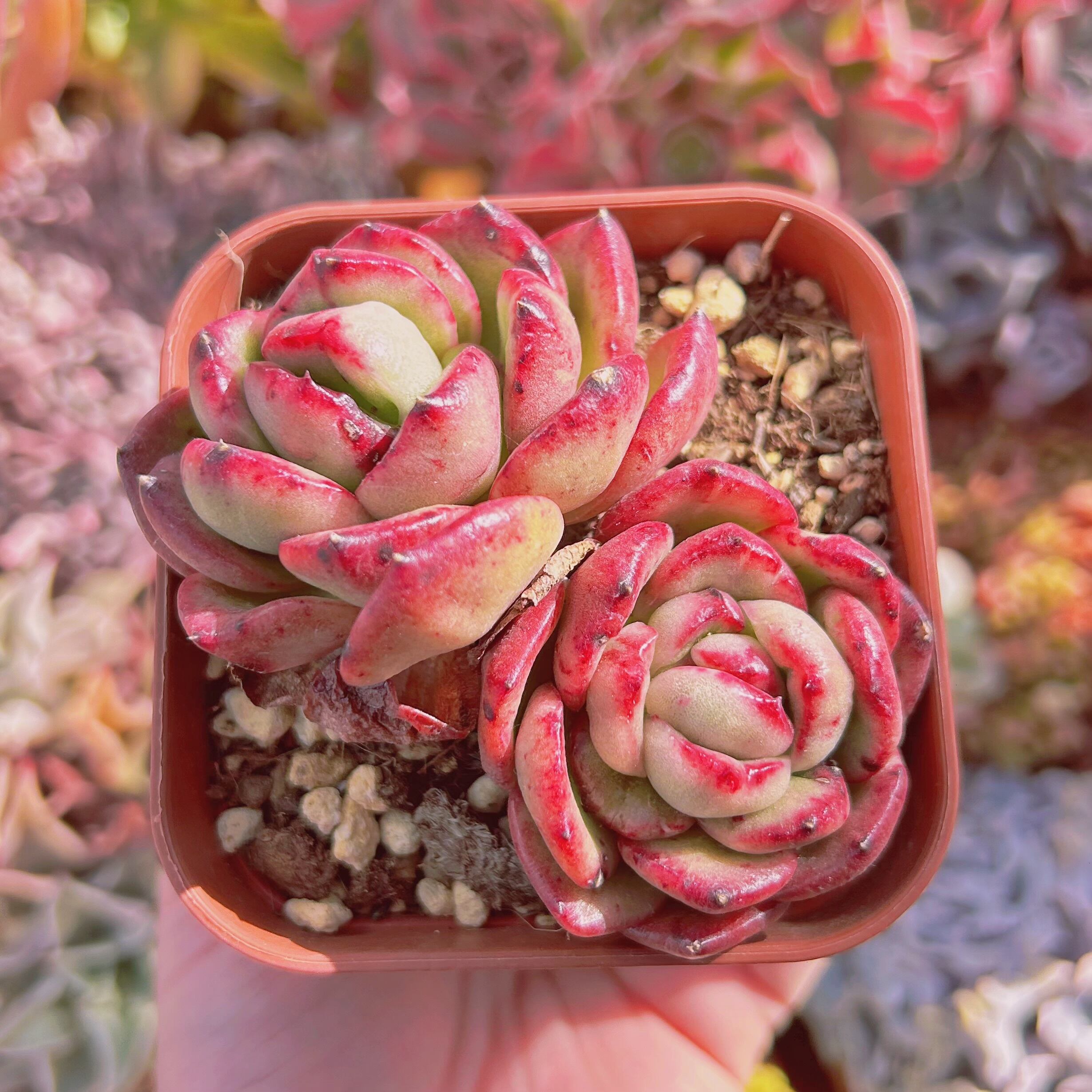 #213現物　多肉植物　チェム　抜き苗