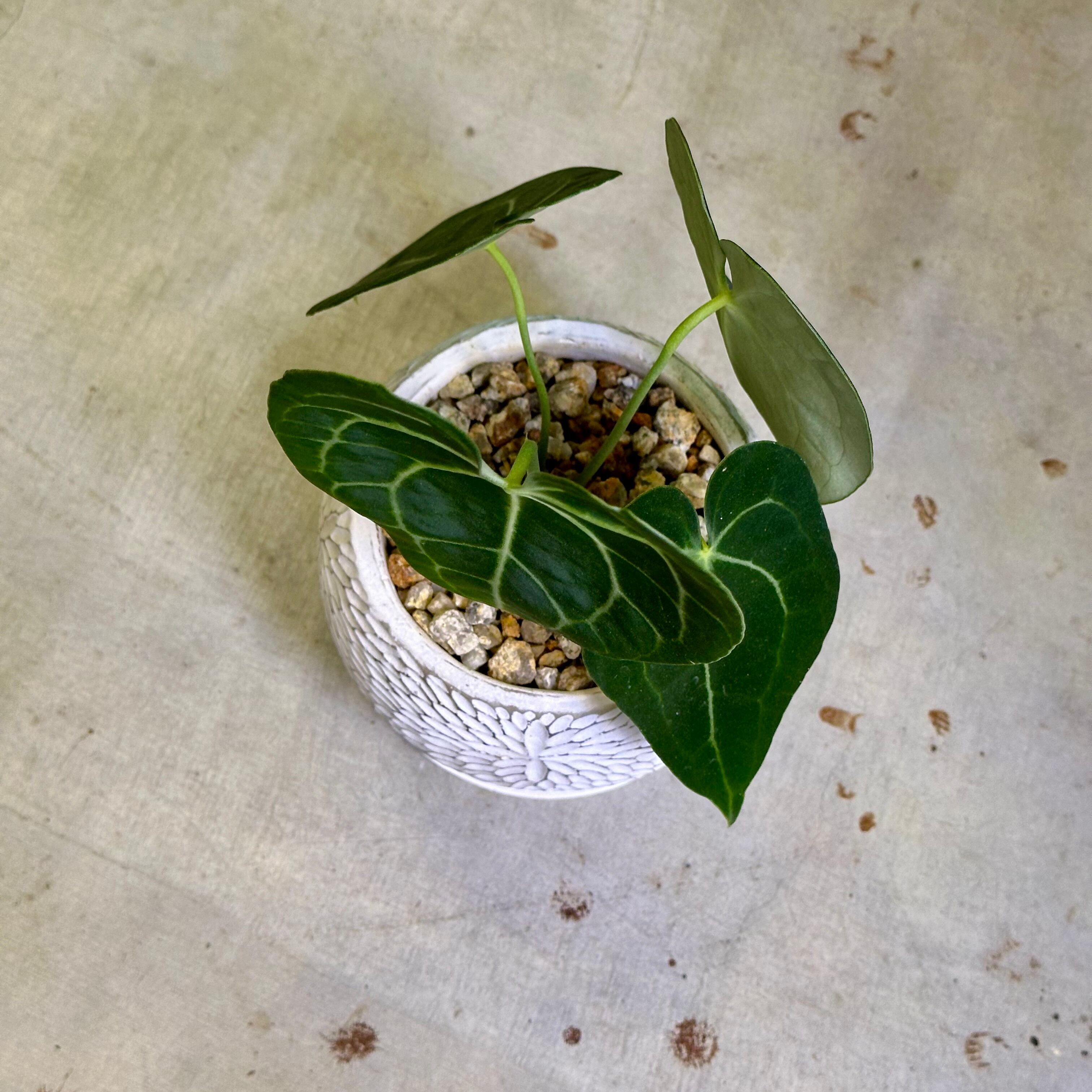 アンスリウム・クラリネルビウム | barrelplants_BONSAI