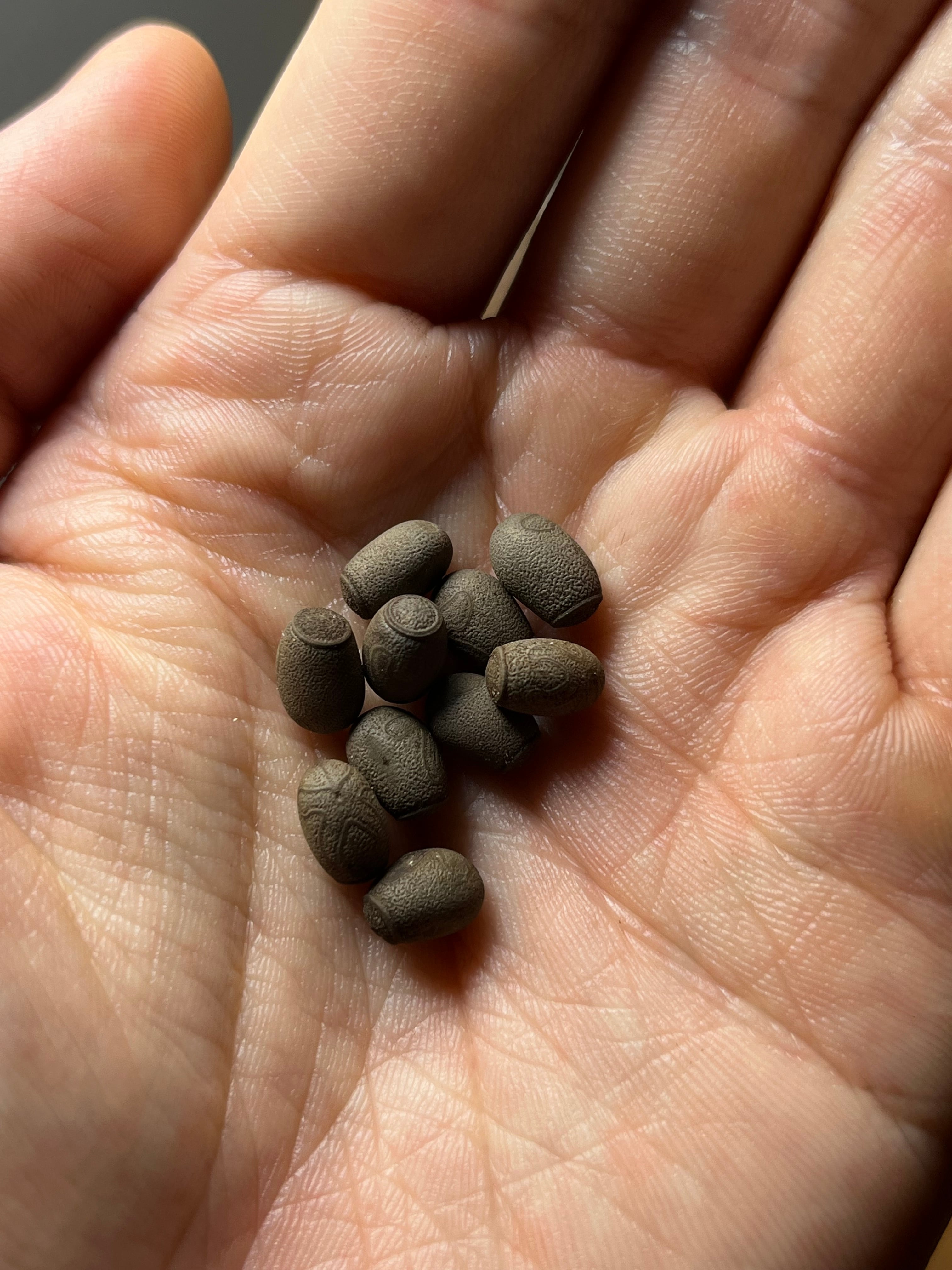 卵10個】サカダチコノハナナフシの卵 昆虫最重量 ギネスタランチュラ