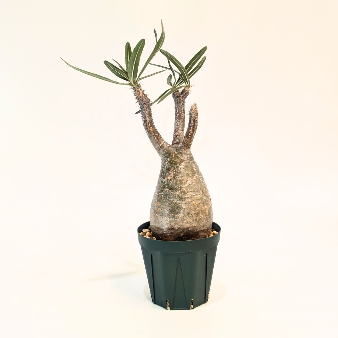 フィルミアナ コロラータ 発根管理中 塊根植物 コーデックス 多肉植物