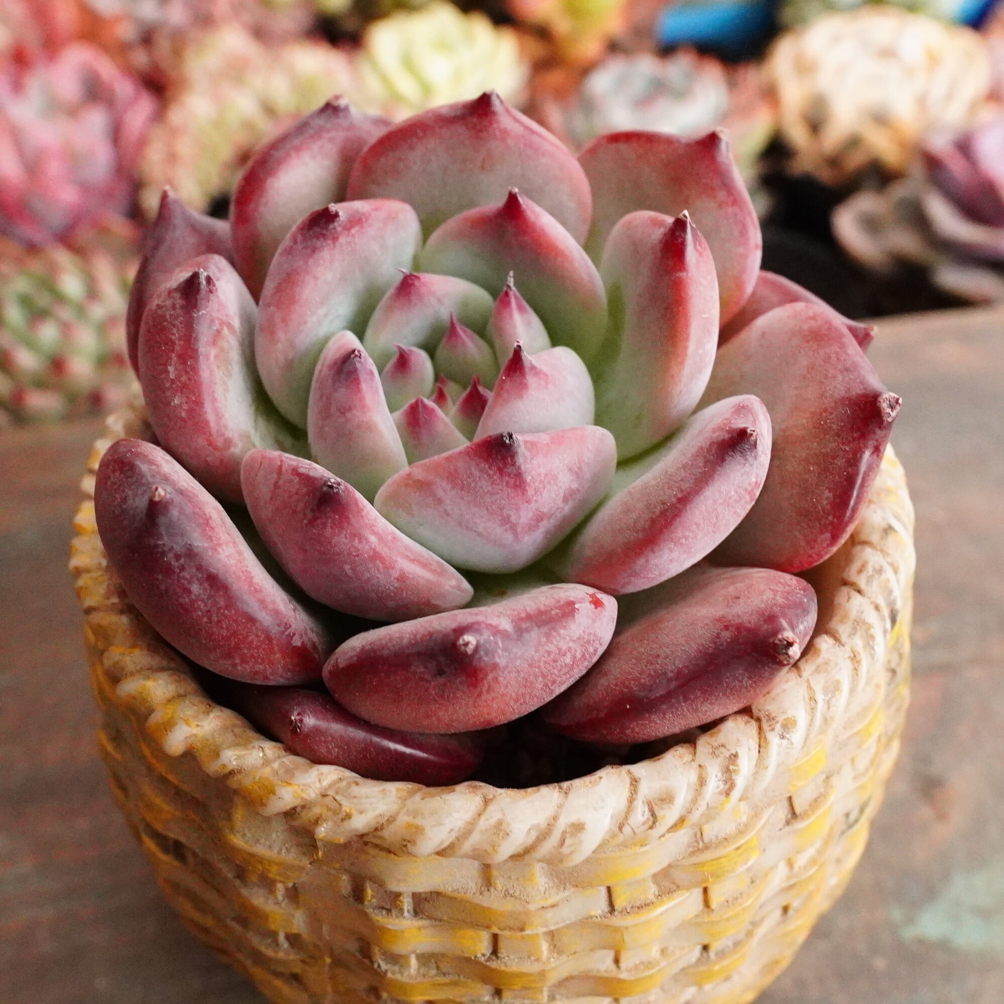 すべての商品 | E-TANIKU