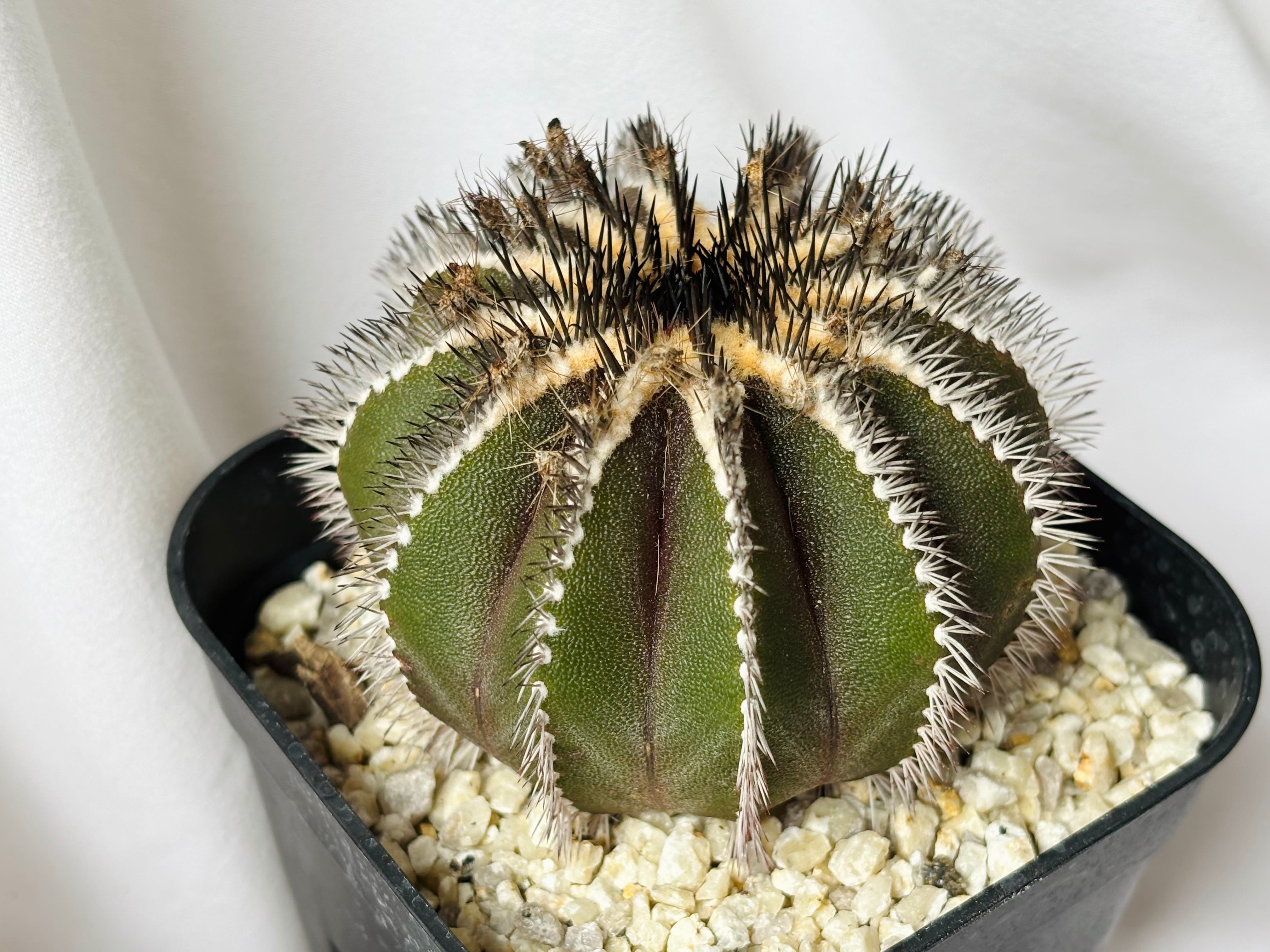 Uebelmmania pectinifera ユーベルマニア・ペクチニフェラ サボテン