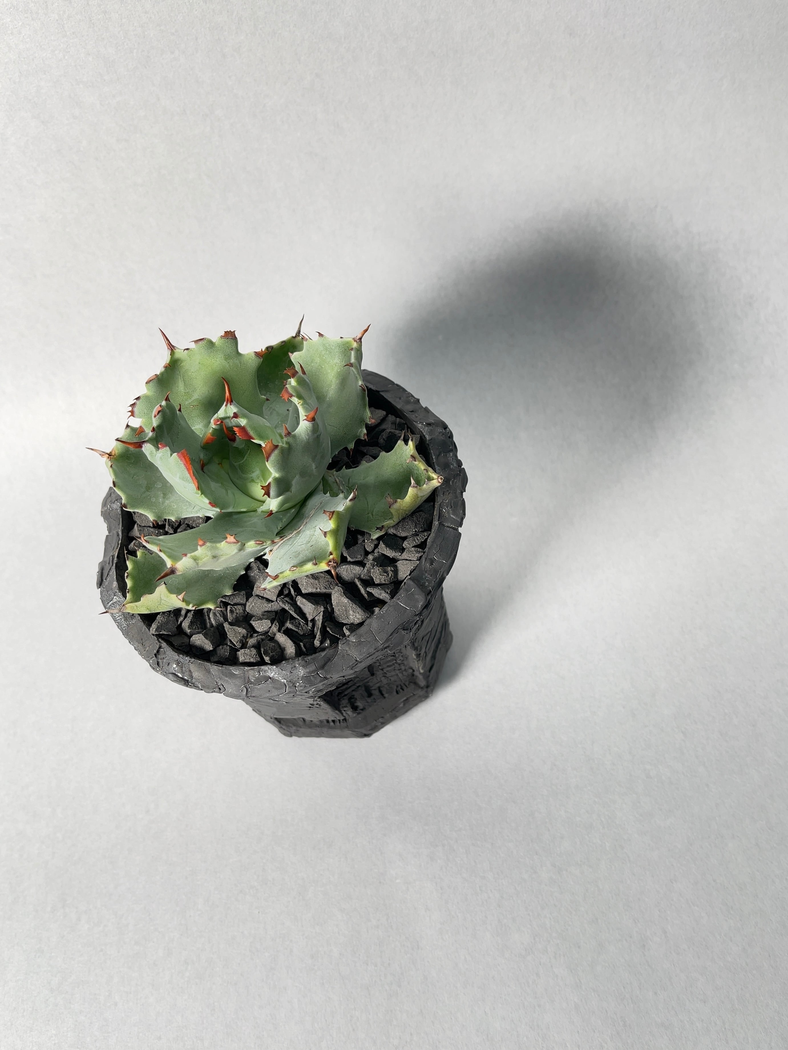 アガベ・王妃甲蟹 | trigger