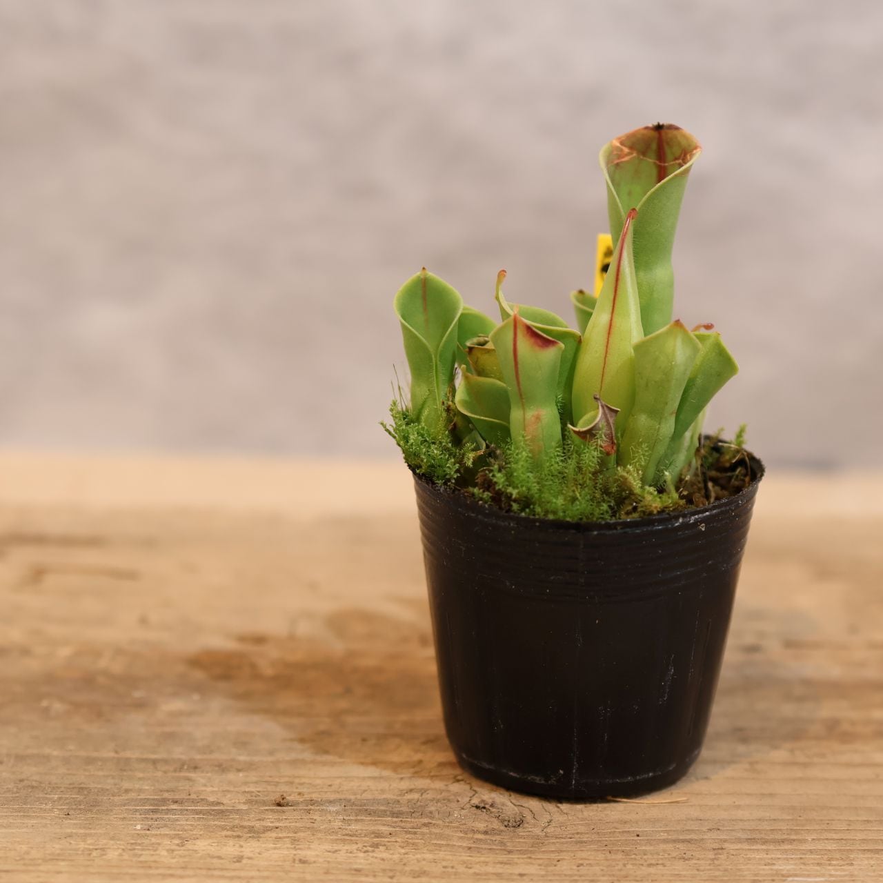 ヘリアンフォラ　(ヘテロドクサ×イオナシ)×ミノールverピローサ02 AW ヘリアンフォラ (ヘテロドクサ×イオナシ)×ミノールverピローサ02 AW