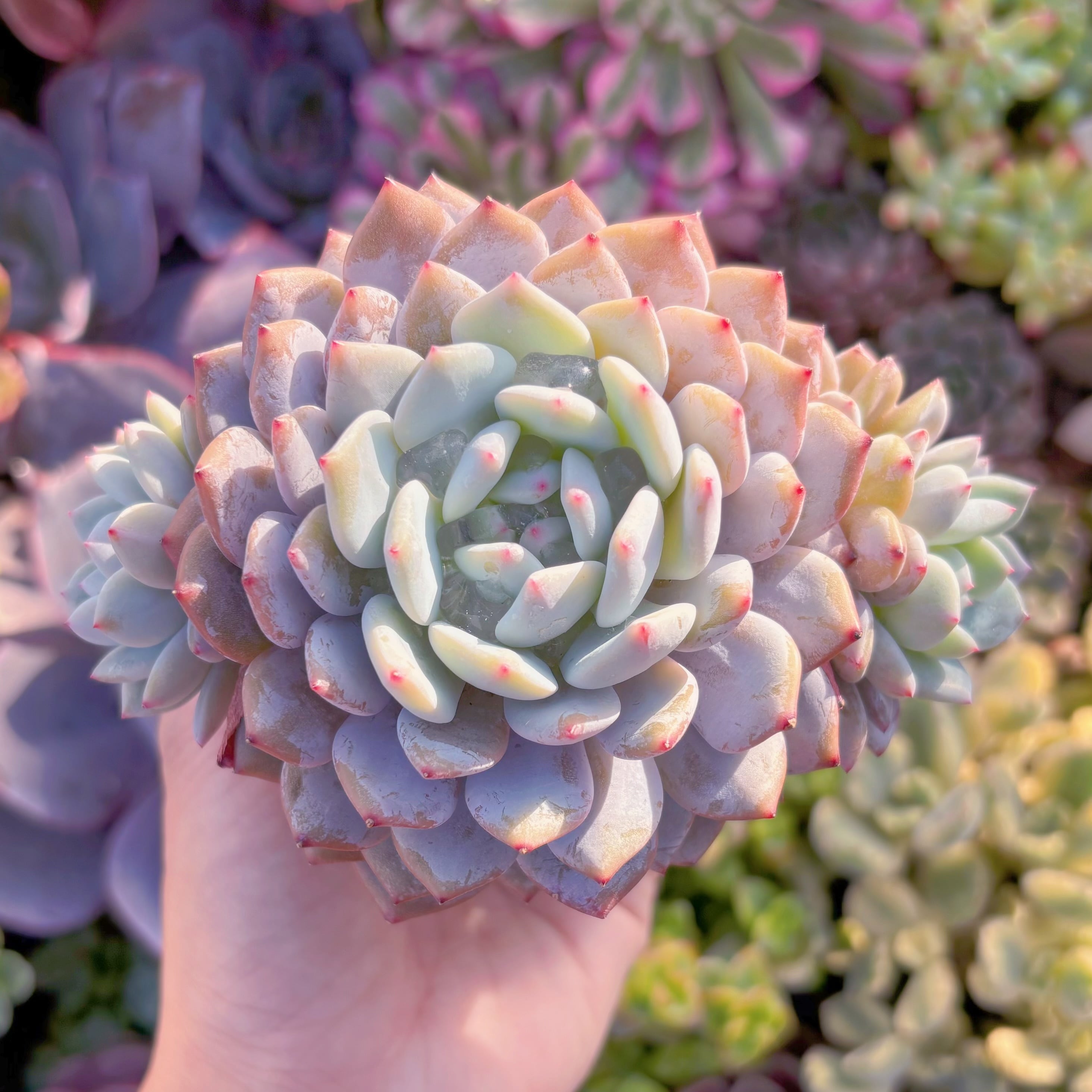 現品　玉芙蓉#M251　大苗　るる農園