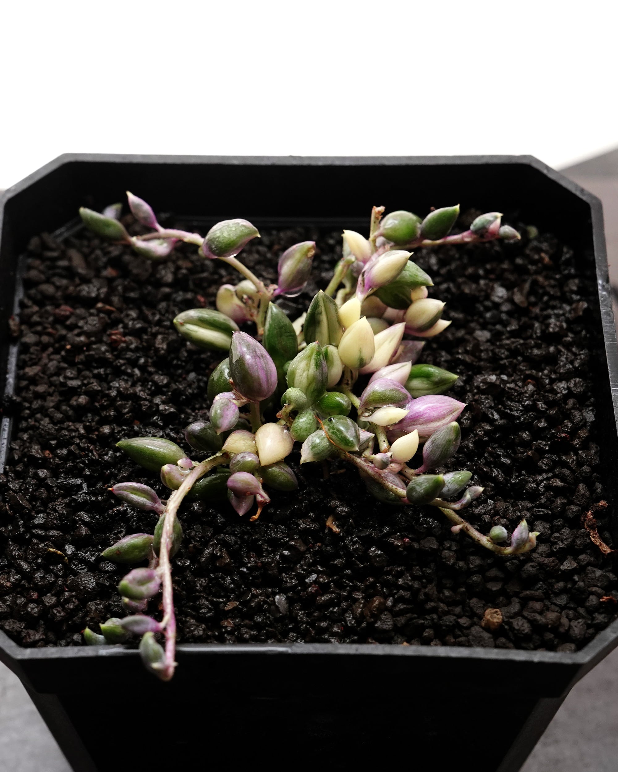 カット苗 メリディアン XXL 18cm大株＋極太茎 Echeveria 'Meridian