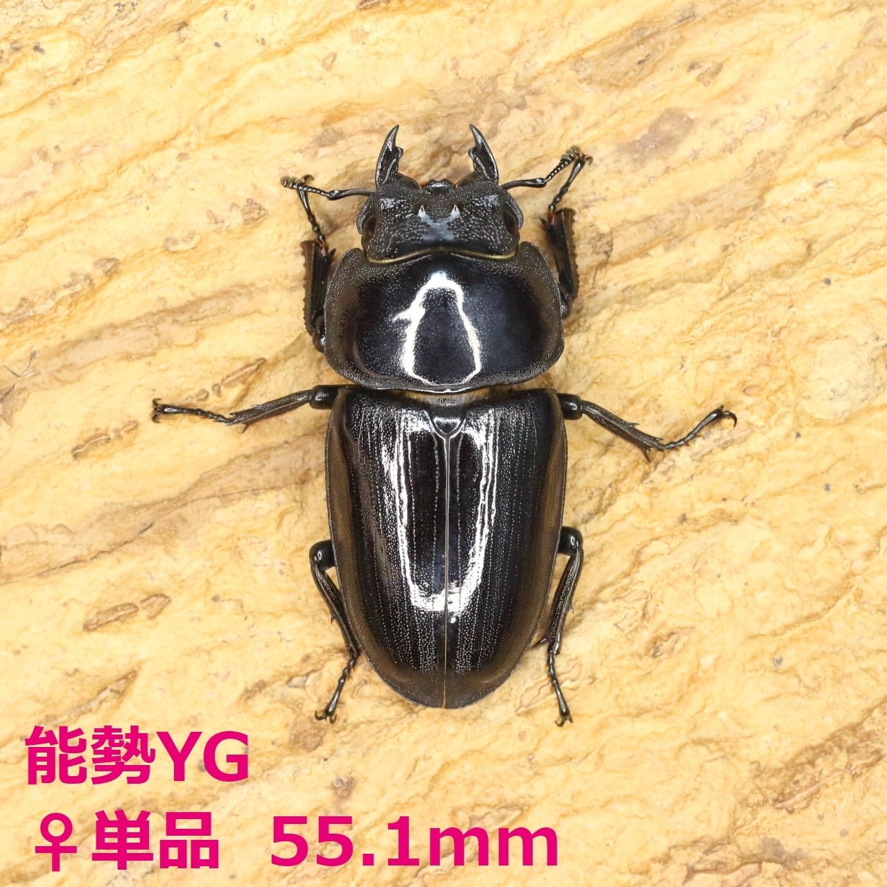 売切り 超激レア！ 幻の極太血統!!! 【Z-LINE】 初令幼虫 4頭セット