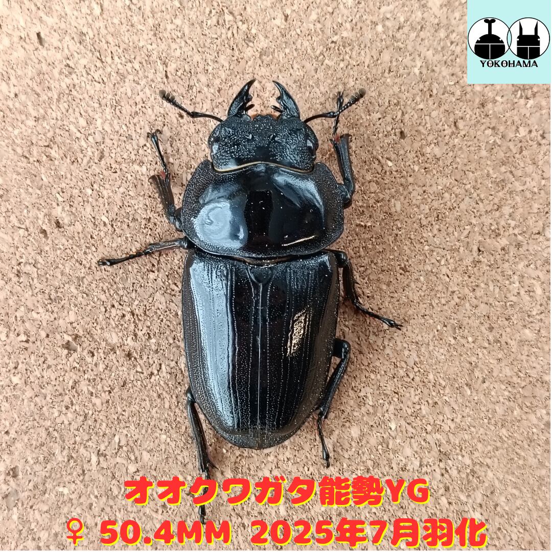 能勢産 オオクワガタ 新成虫 オス81㎜ メス53㎜ ペア オオクワガタ能勢