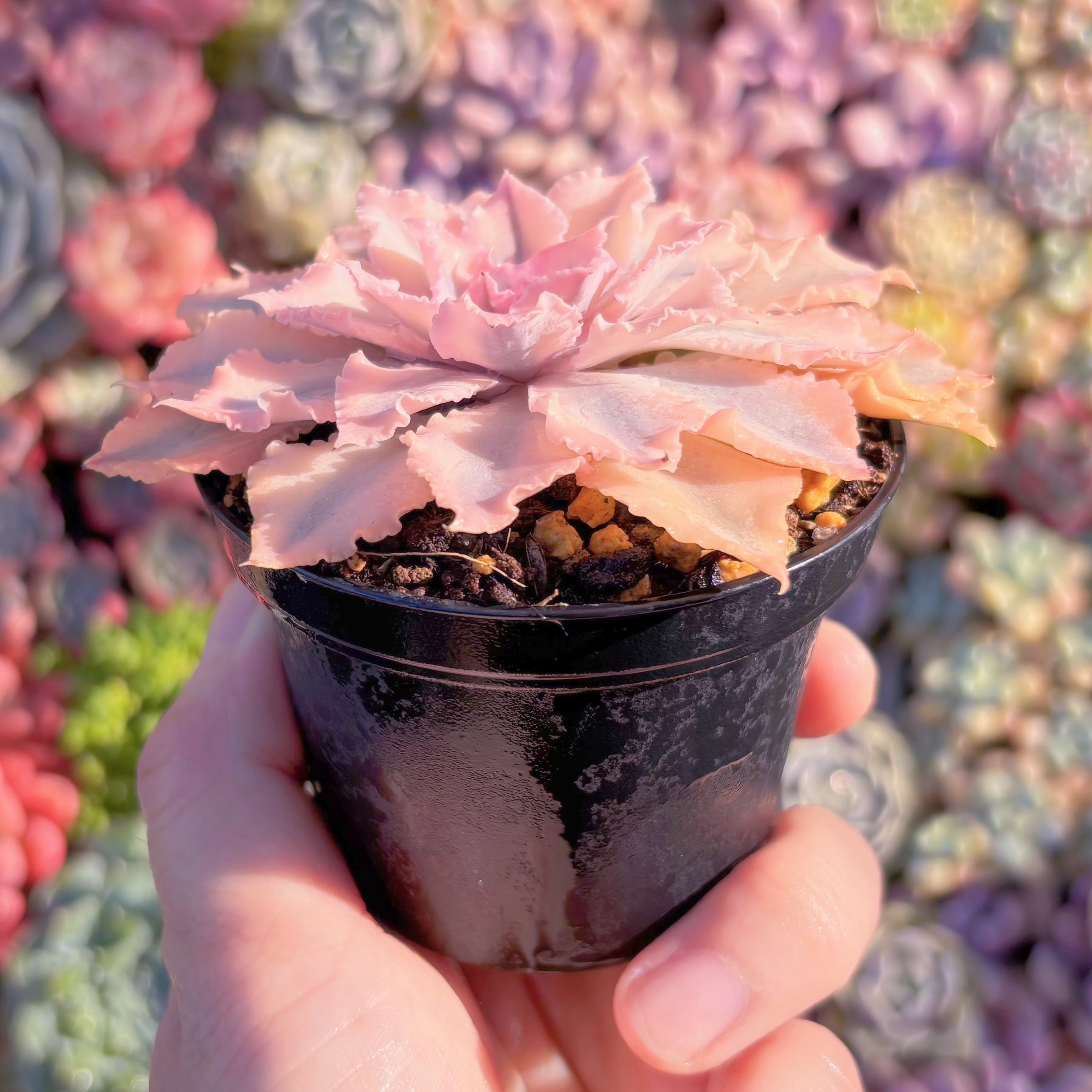 現品 シャビアナピンクフリル錦#C54 るる農園 | るる農園~多肉植物専門