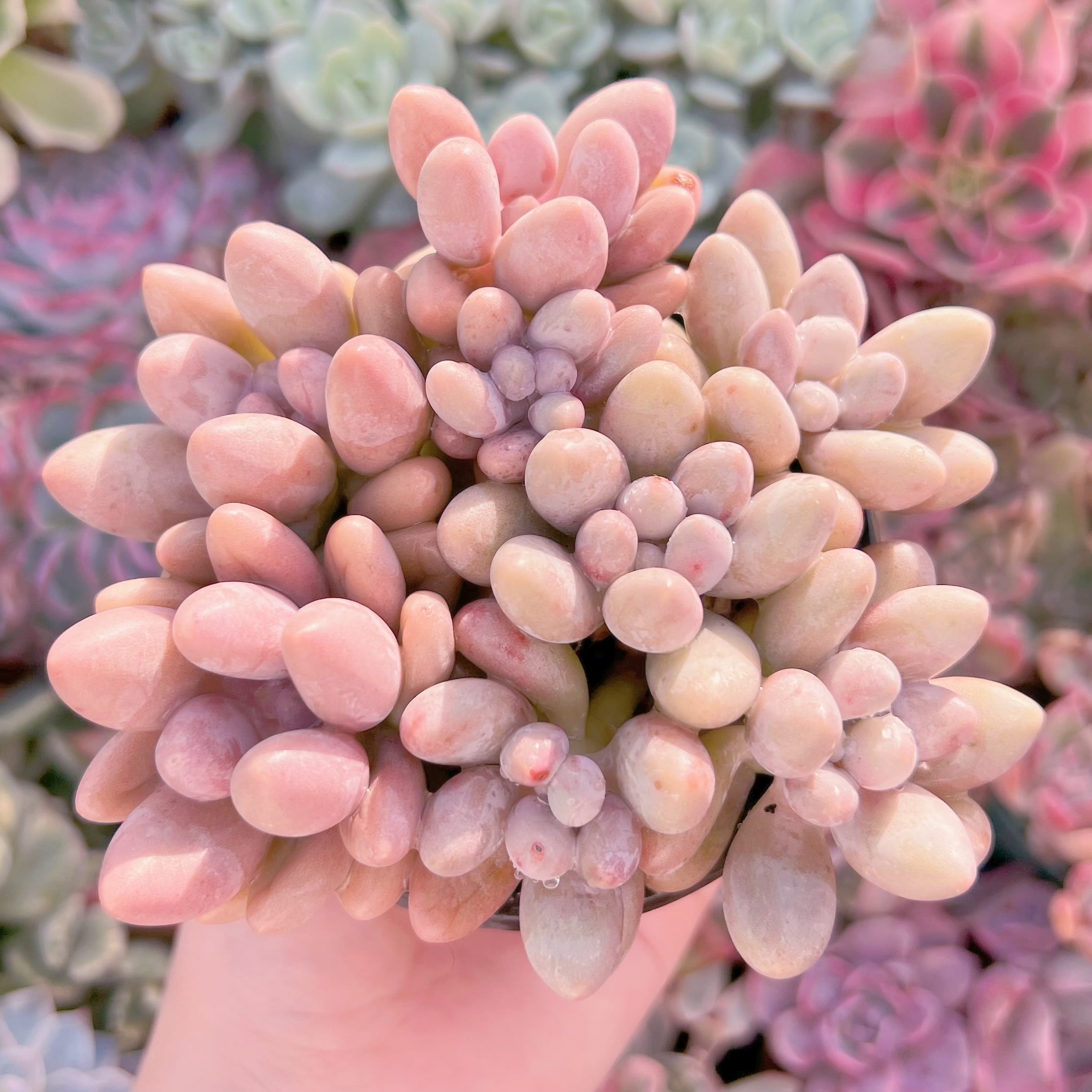 現品　白い恋人#291   るる農園