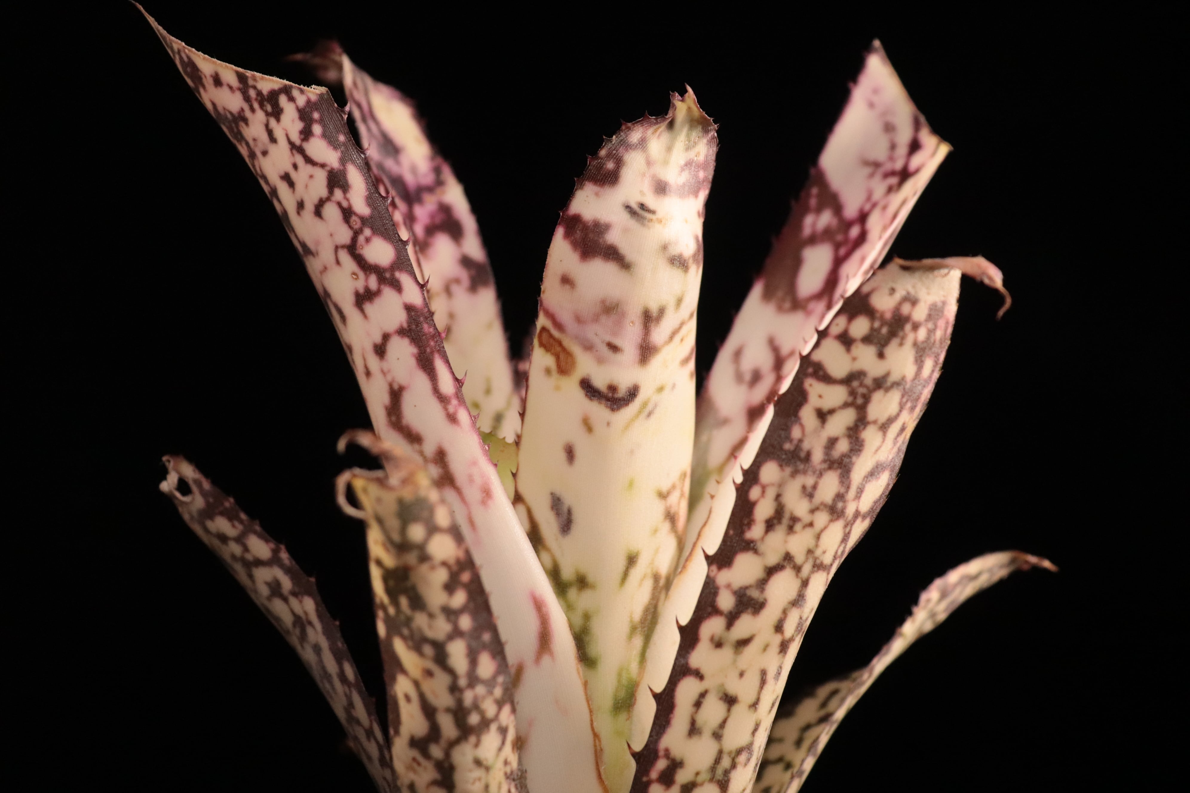 ブロメリア・エアープランツ Billbergia Bird Of The Paradise 送料無料】Billbergia Birds of the Paradise (Hallelujah x Alaka'i