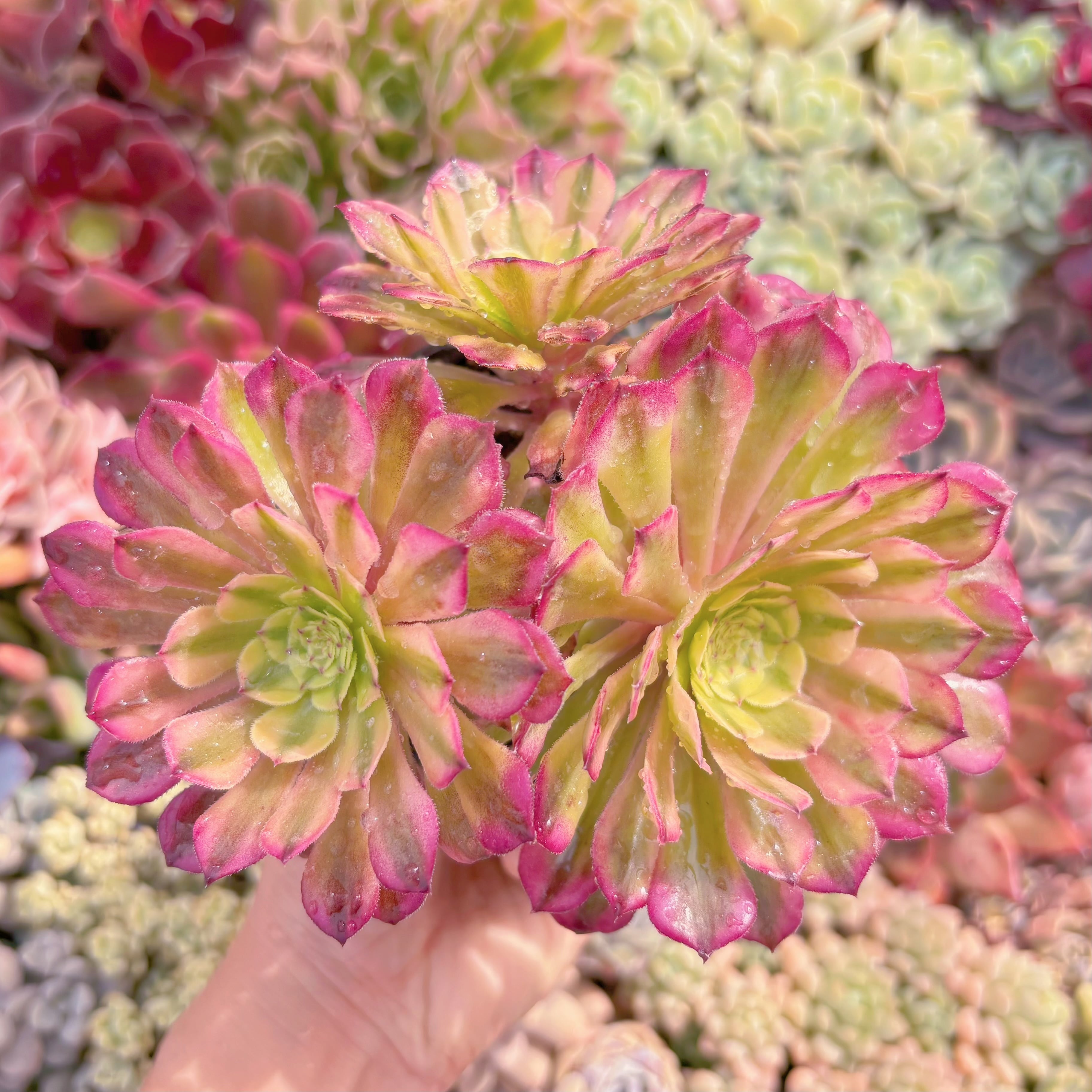 現品　マリド錦#C57　群生　るる農園