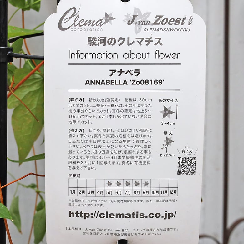 1点物 鉢花 クレマチス アナベラ 4号支柱仕立て つる性 宿根草