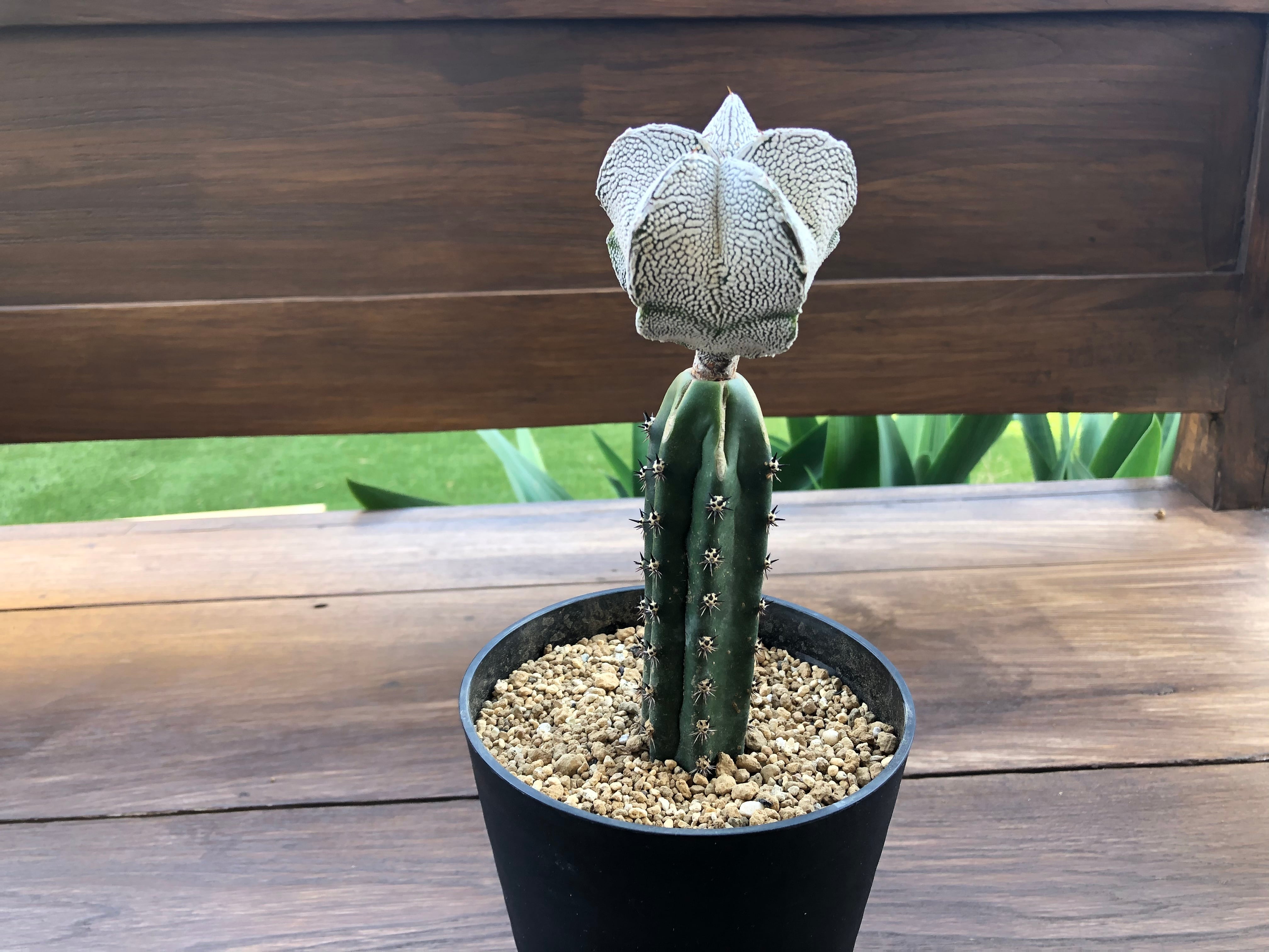 恩塚ランポー 実生 サボテン アストロフィツム 恩塚ランポー玉の実生、成長記録（2016年5月〜） – ゆるぷ