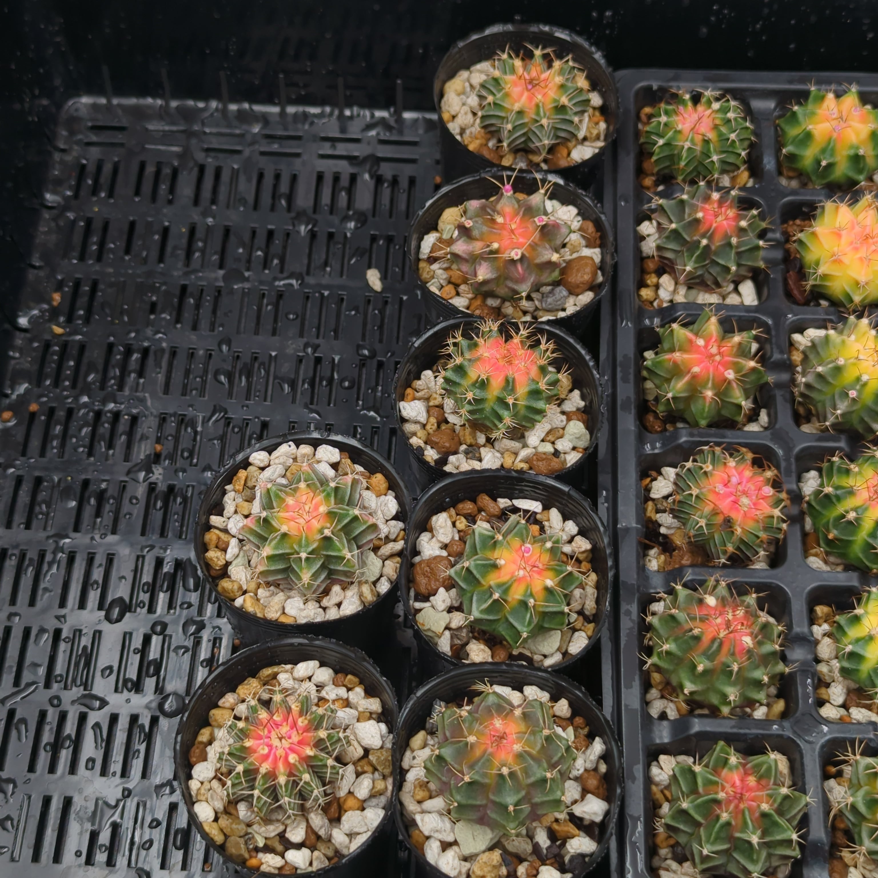 サボテン ギムノカリキウム 緋牡丹錦 | BRIDGE GARDEN