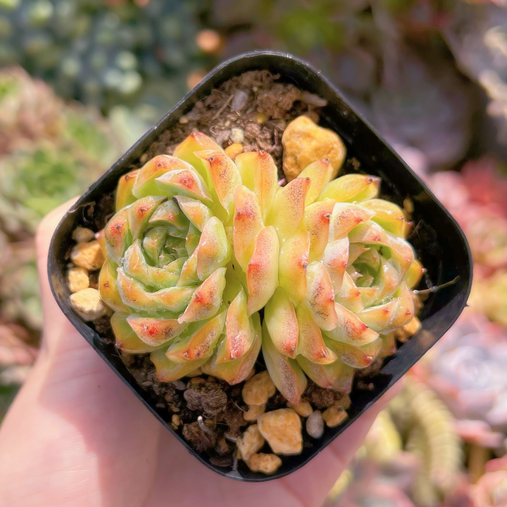 現品　桃薫#667　2頭群生　るる農園