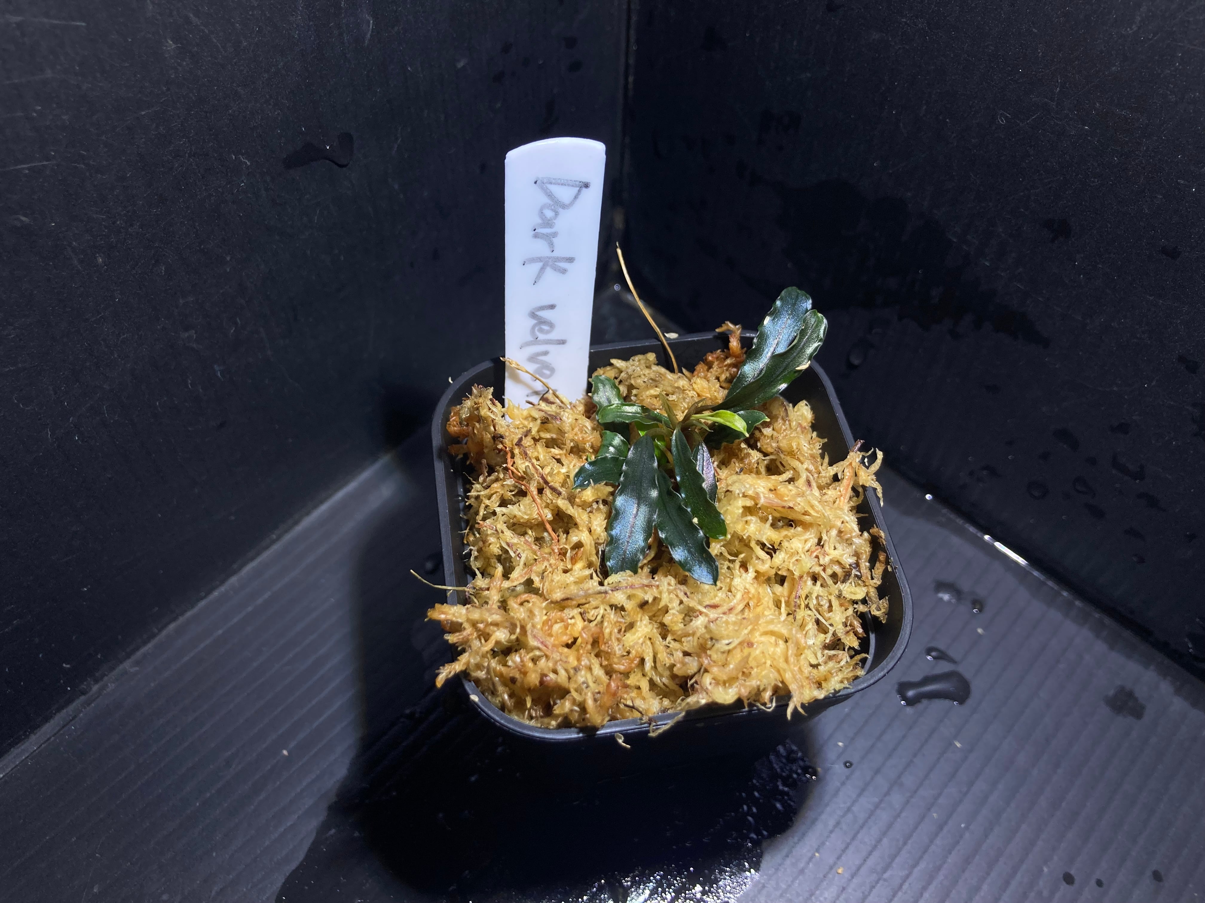 稲とびブセファランドラ ブセファランドラsp.Sintang Wavy(無農薬)(水中葉)(1株) | チャーム