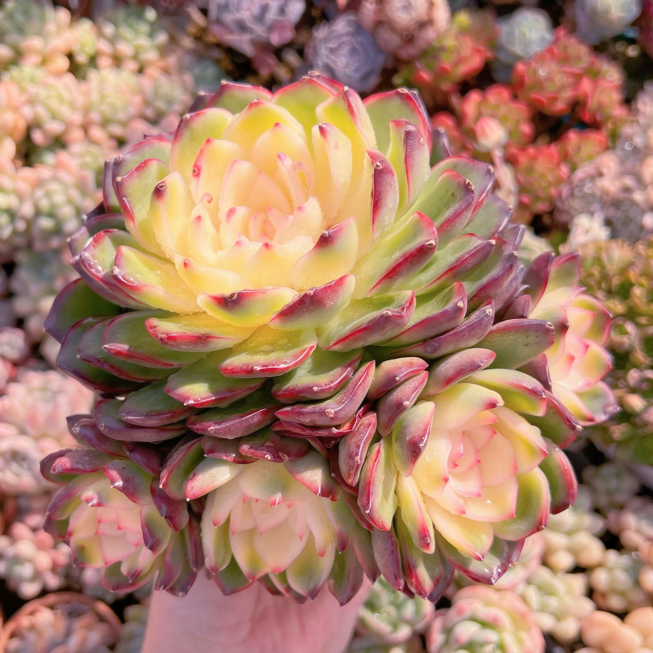 現品　プリリンゼアナ錦#656　群生　新入荷