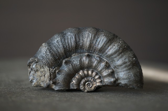 イギリス産黄鉄鉱化アンモナイト  Pyritized Ammonite 2313