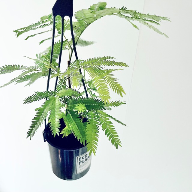 エバーフレッシュ ネムノキ 観葉植物 calm cafe