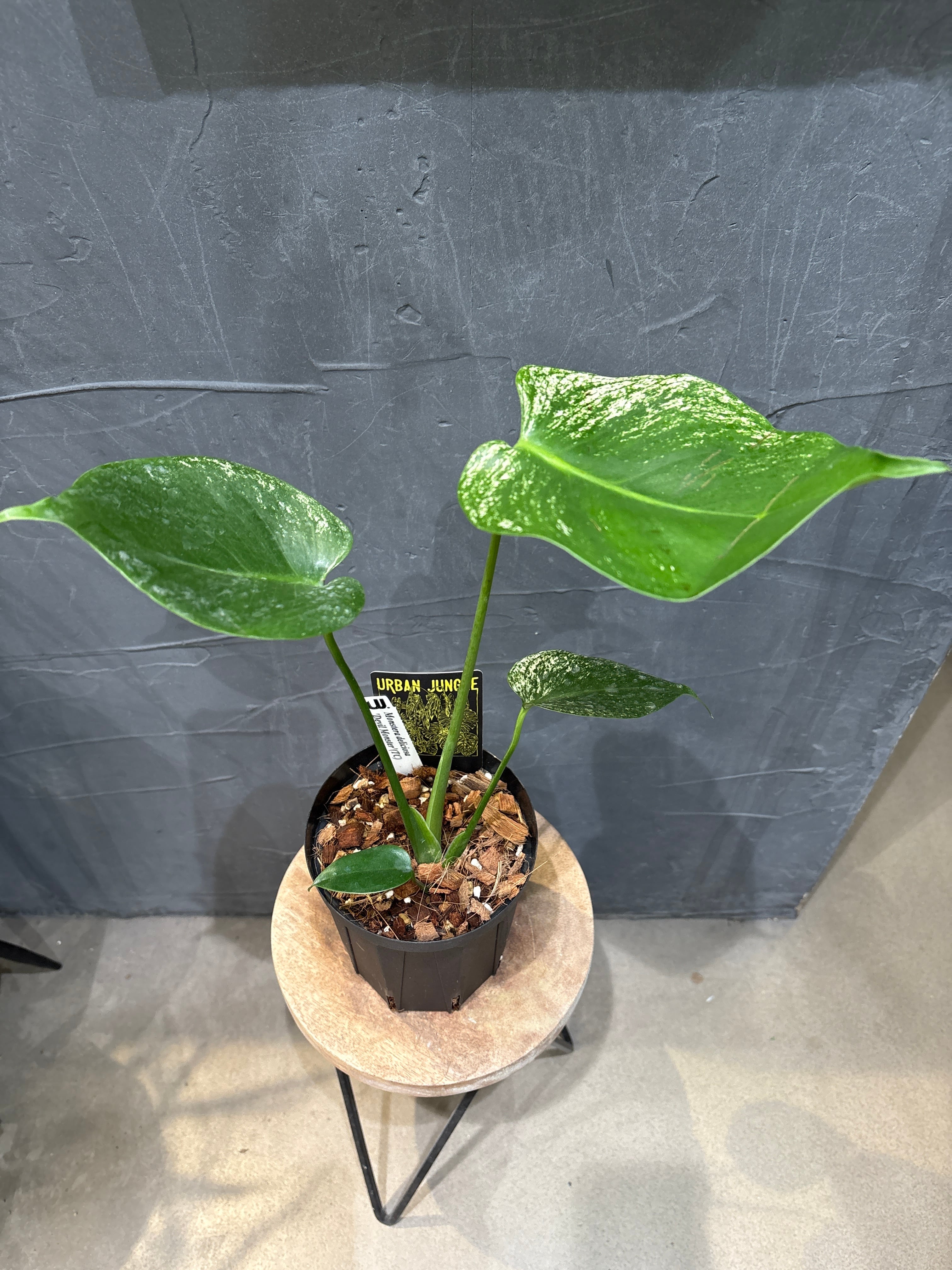 C モンステラ デビルモンスター | MIDORIYA 観葉植物専門店