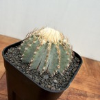 Geohintonia mexicana【ゲオヒントニア・メキシカーナ】