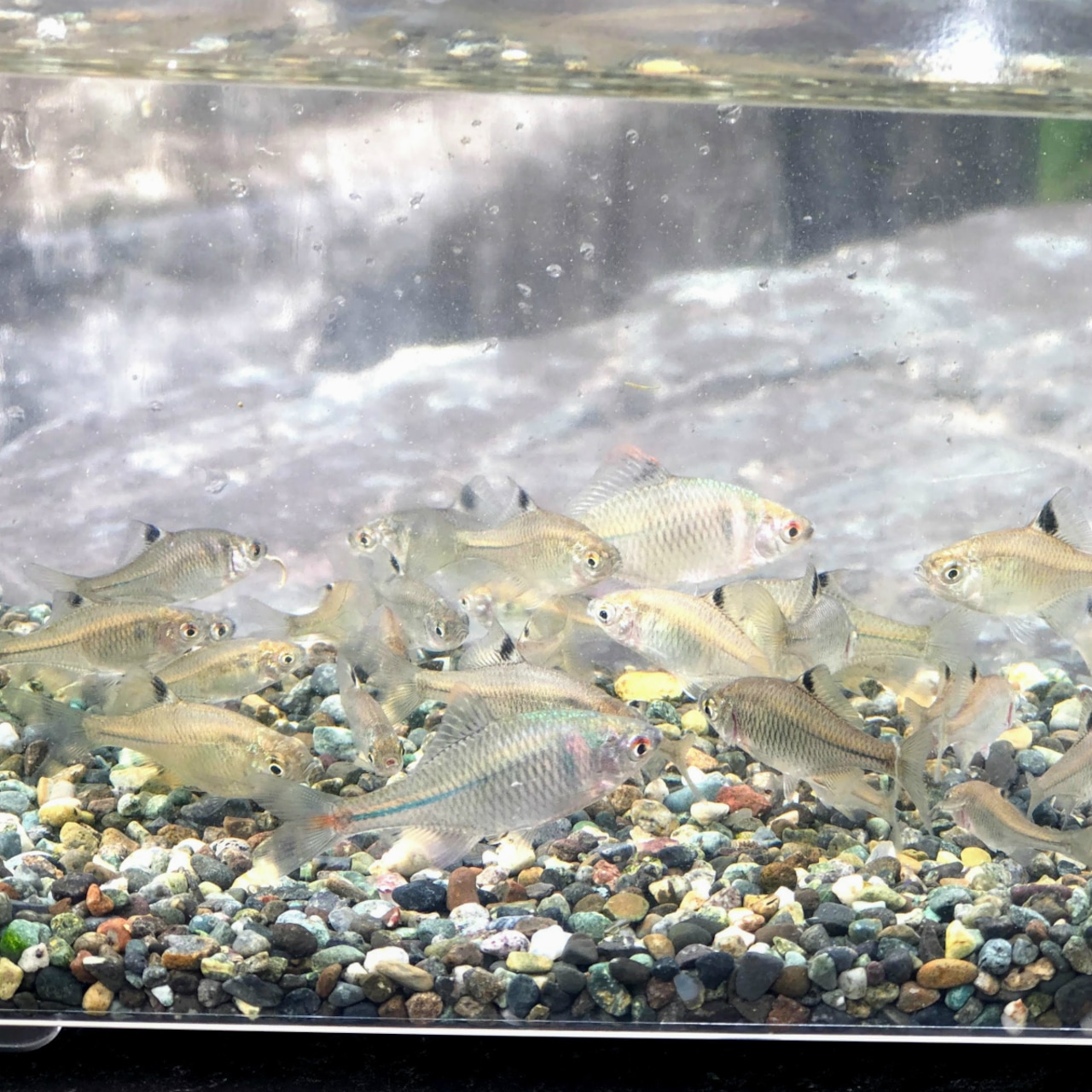 ※特盛セット※(淡水魚)タイリクバラタナゴ M(2~4cm±)(30匹)【生体】