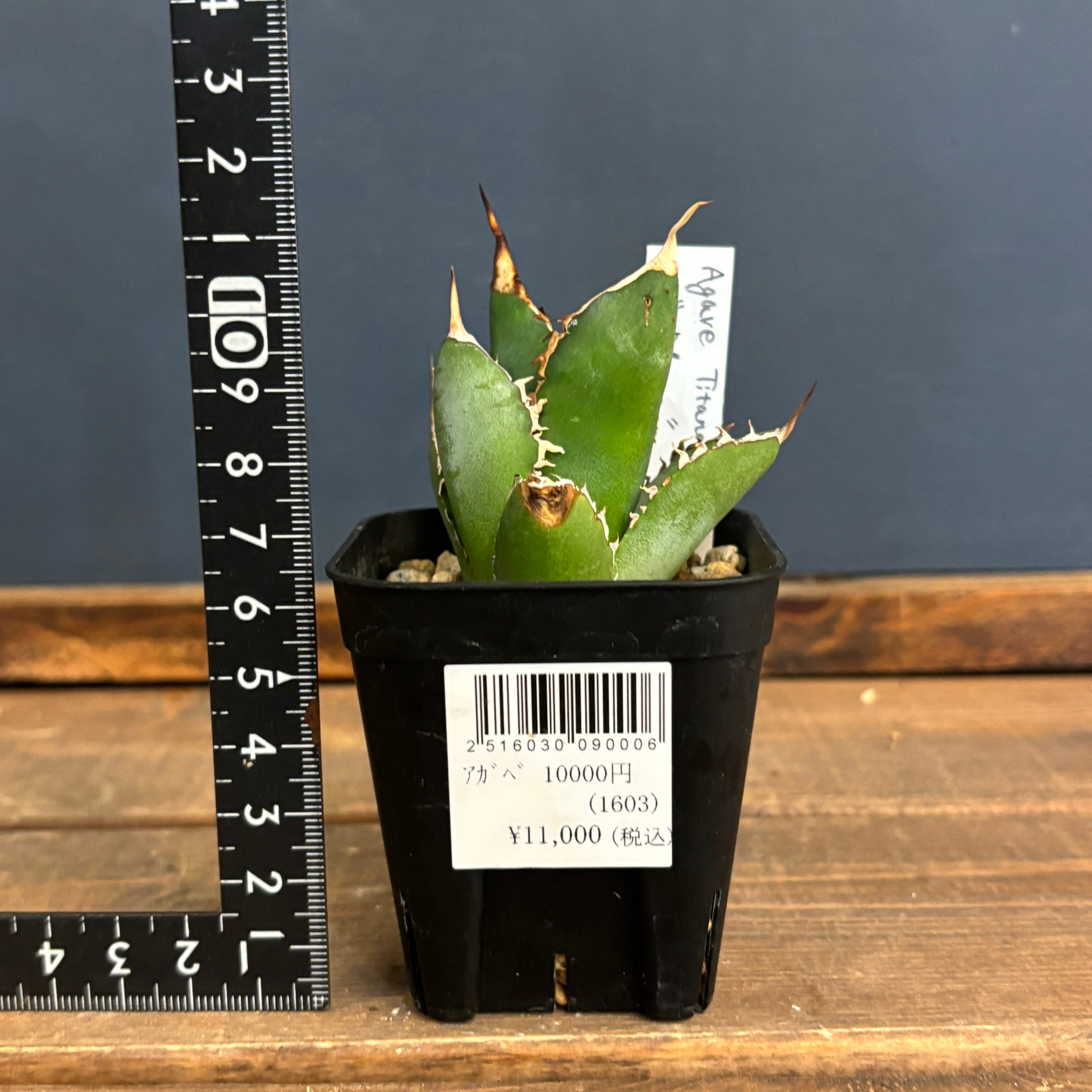 アガベ チタノタ ブレイズ【241】 | PROTOLEAF プロトリーフ