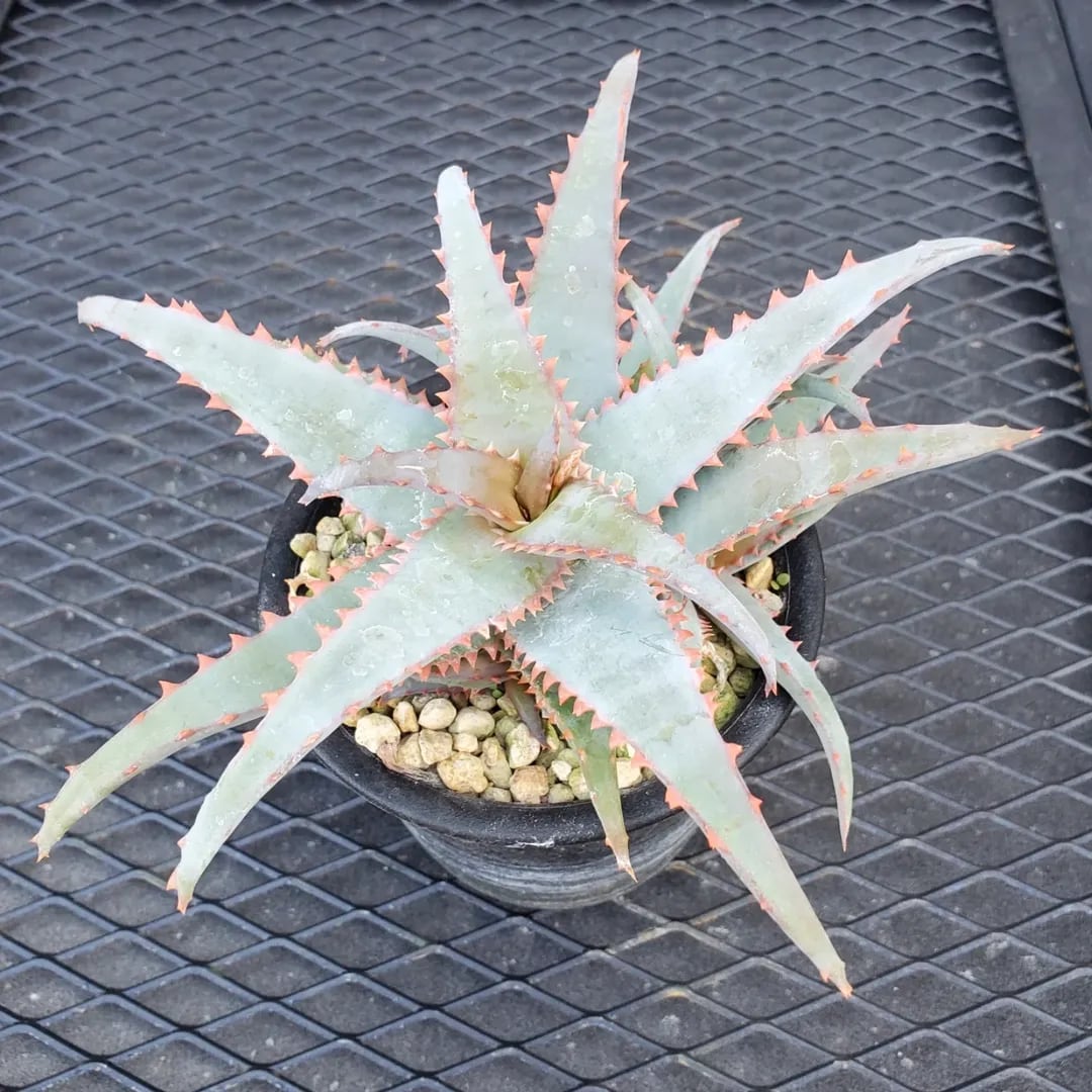 ハイブリッドアロエ　苺怪獣　ロウルサンコ産 親株サイズ　カスティロニアエ F00533_Aloe ('Flamingo' x castilloniae) x castilloniae