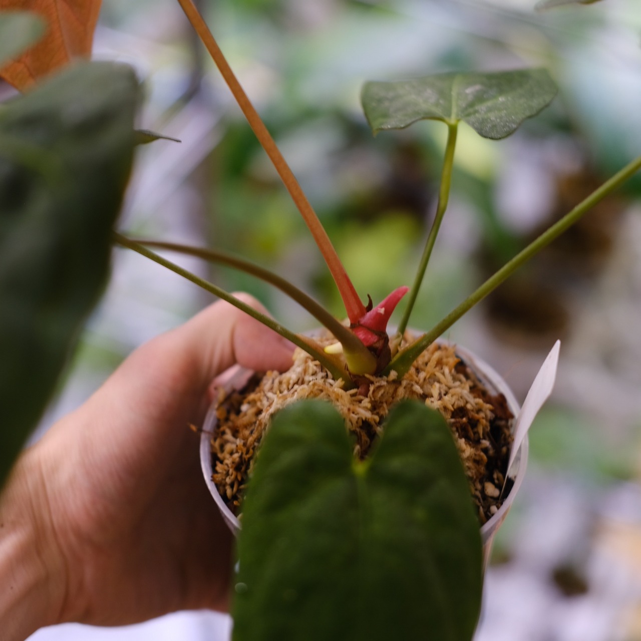 Anthurium King of spades(KOS) × Papillilaminum(Fort Sherman)③ / アンスリウム・キングオブスペード×パピリラミナム / 観葉植物