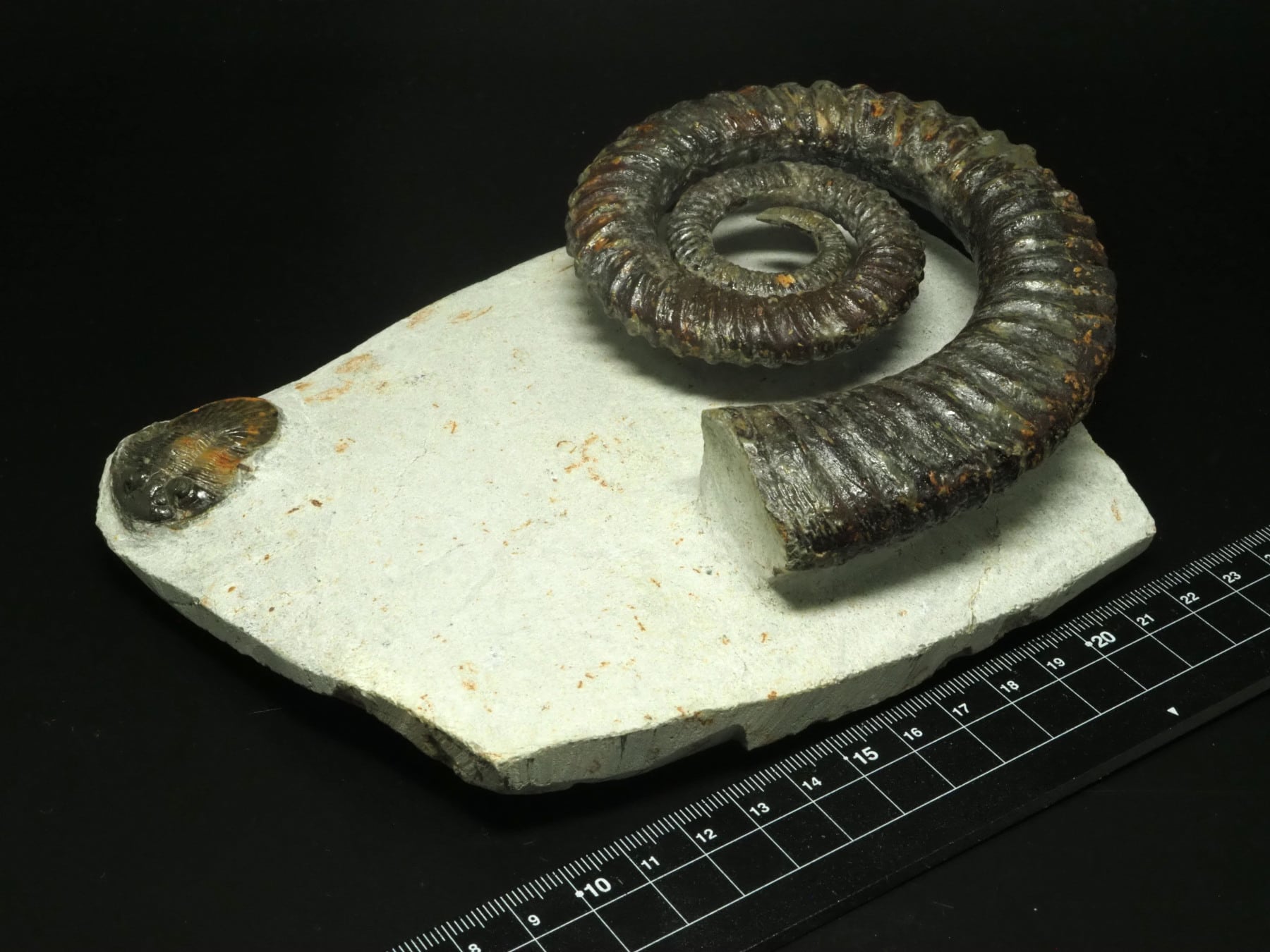 三葉虫付き!アンモナイトの化石【 Anetoceras sp. 】【992g 三葉虫付き!アンモナイトの化石【 Anetoceras sp. 】【992g