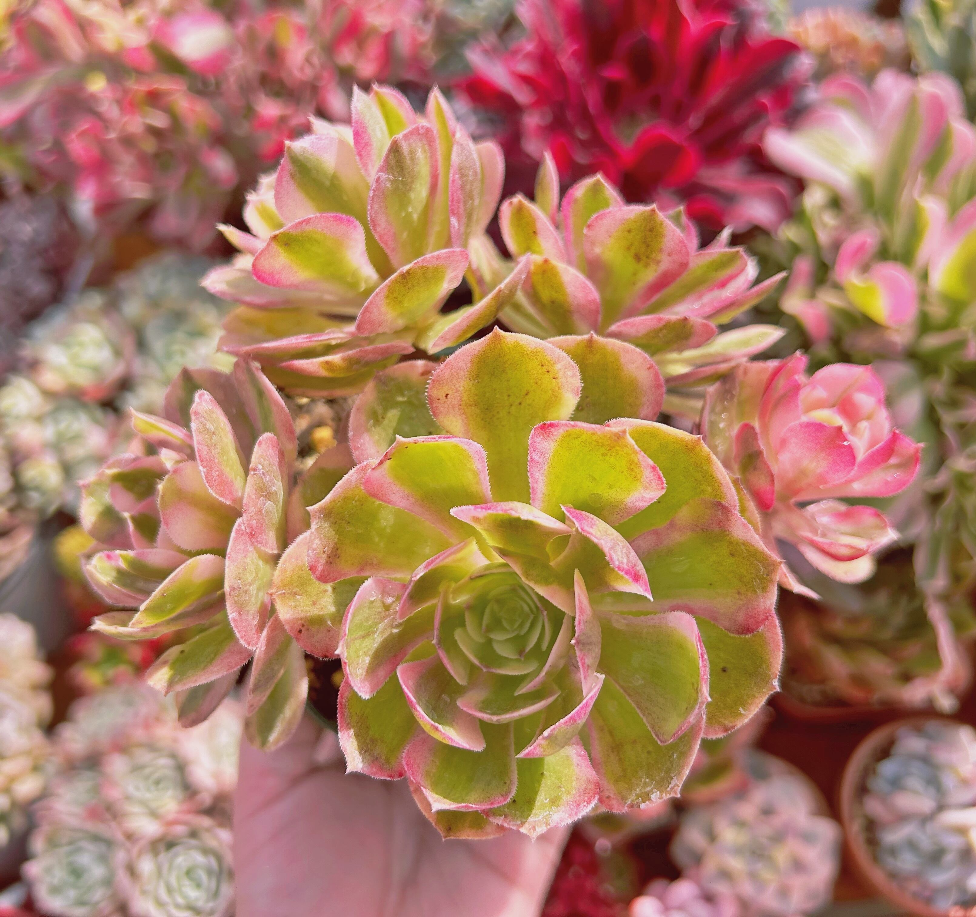 #726現物　多肉植物　ハロウィン白錦(Aeonium)　抜き苗
