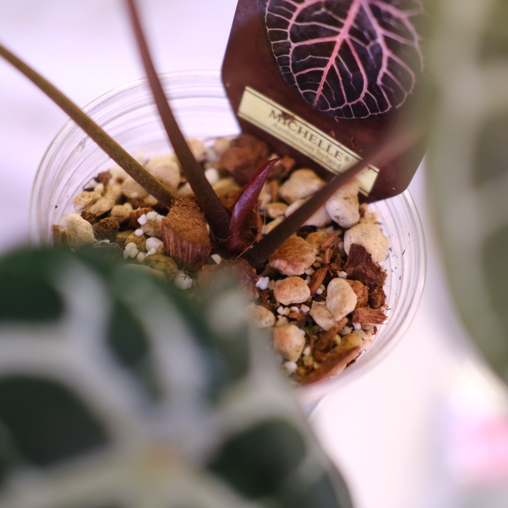 【正規タグ】Anthurium 'Michelle' /アンスリウム・ミシェル② 希少】Anthurium 'Michelle' / アンスリウム・ミシェル② / 観葉