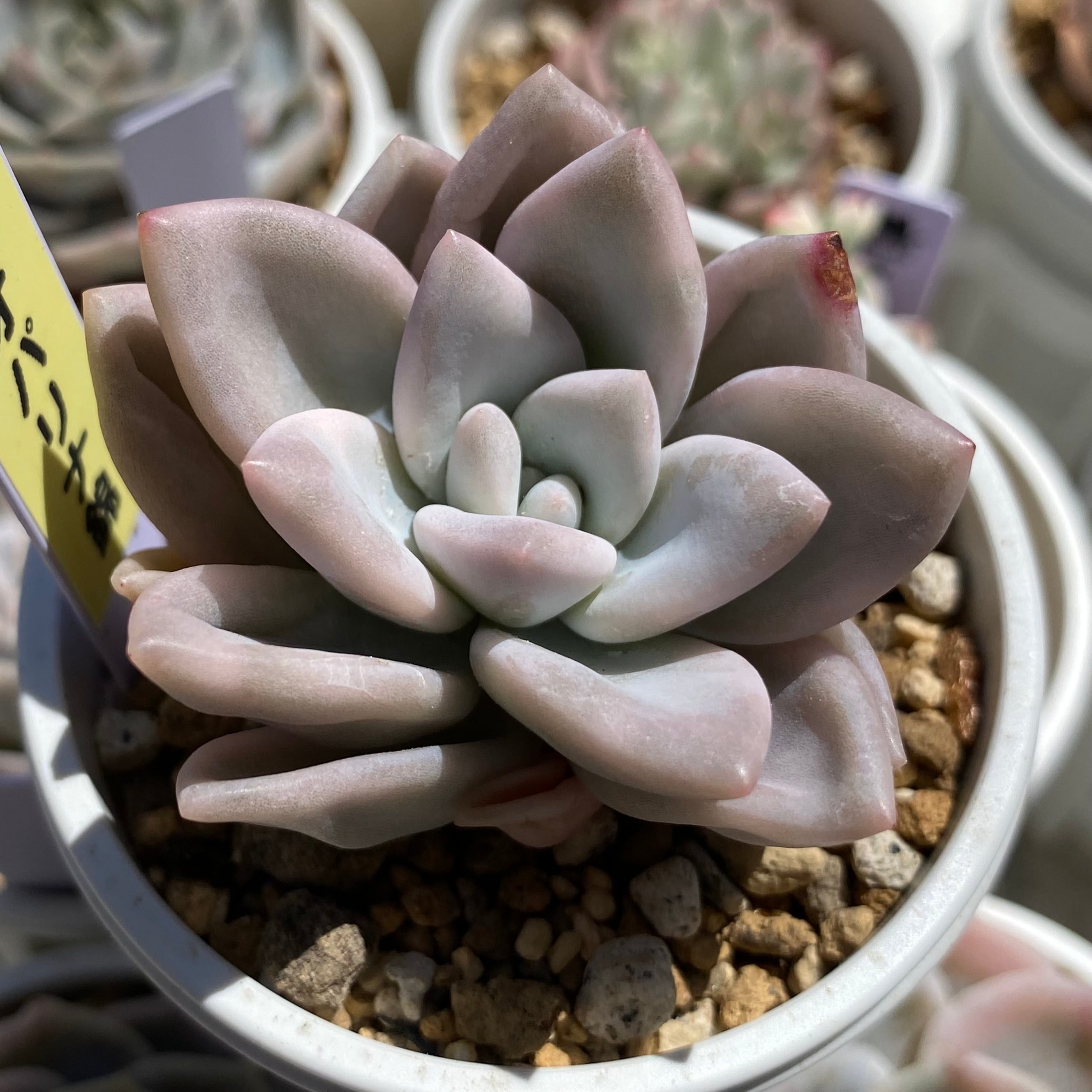エケベリア コロラータ | mocono_plants_shop エケベリア コロラータ | mocono_plants_shop