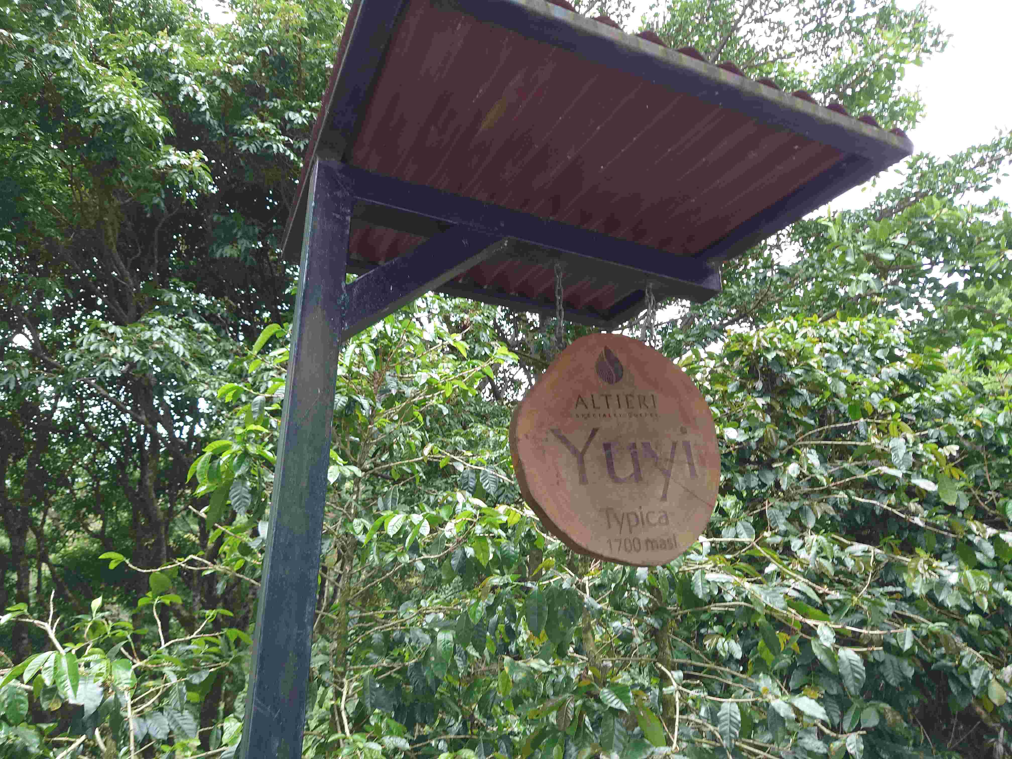 パナマ アルティエリ/Panama Altieri YUYI Typica Natural Dry Ferment Mossto(50g)