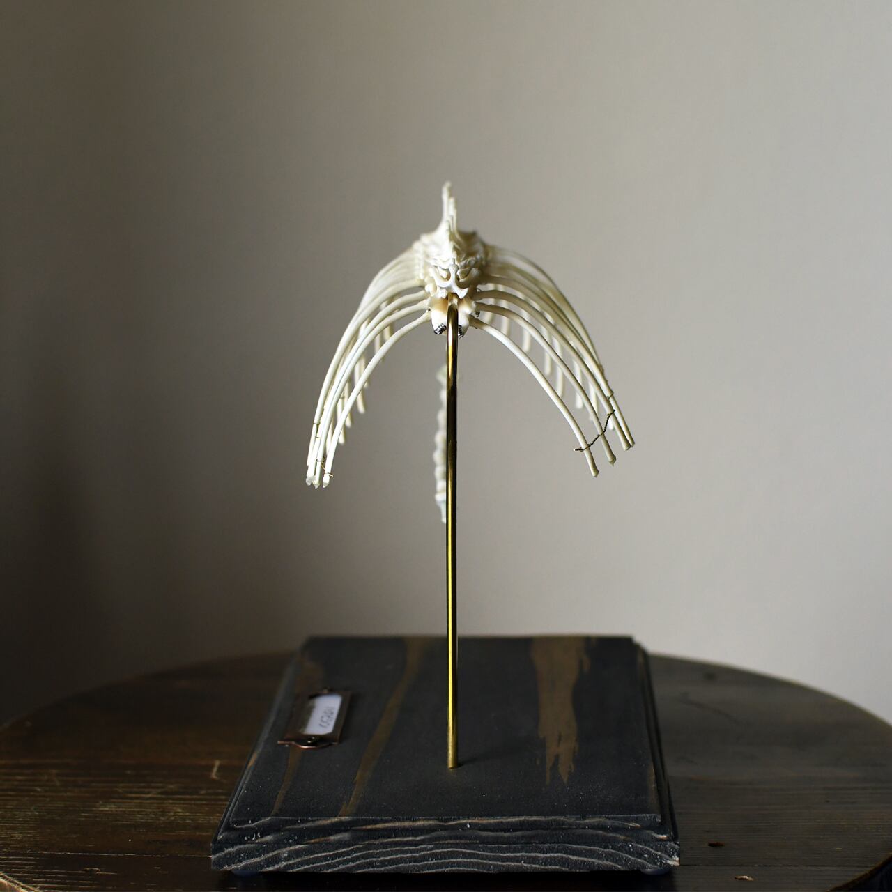 ハクビシン胸郭の骨格標本 | ほねとはね ONLINE SHOP