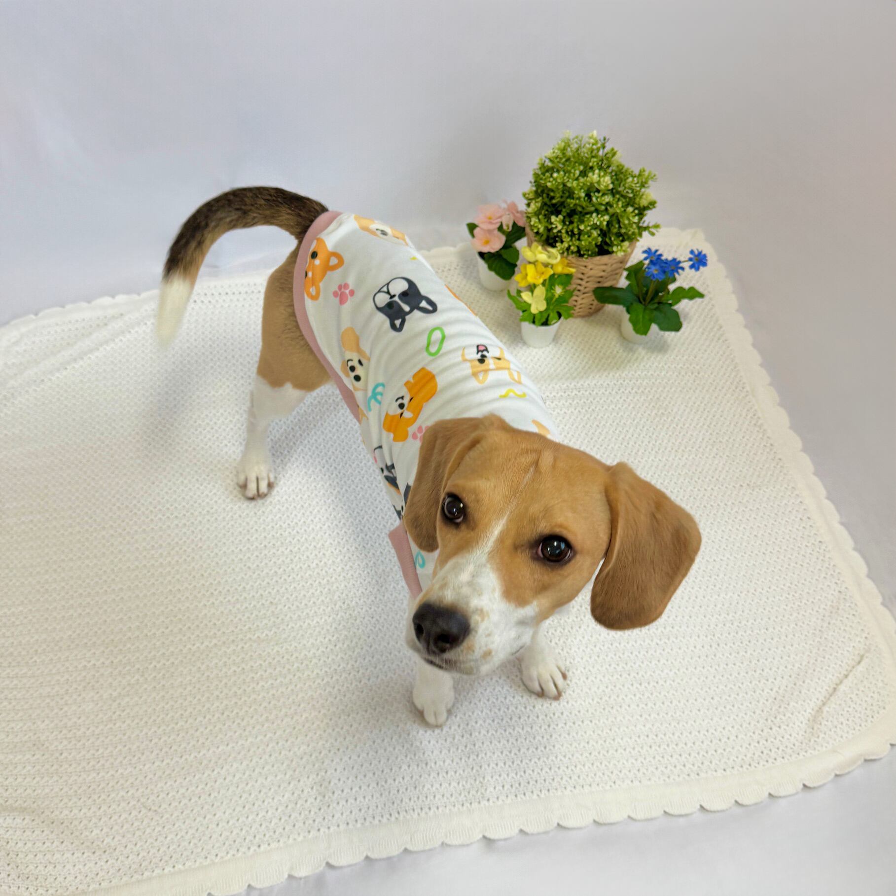 わんわんわん!トップス【中〜大型犬サイズ】