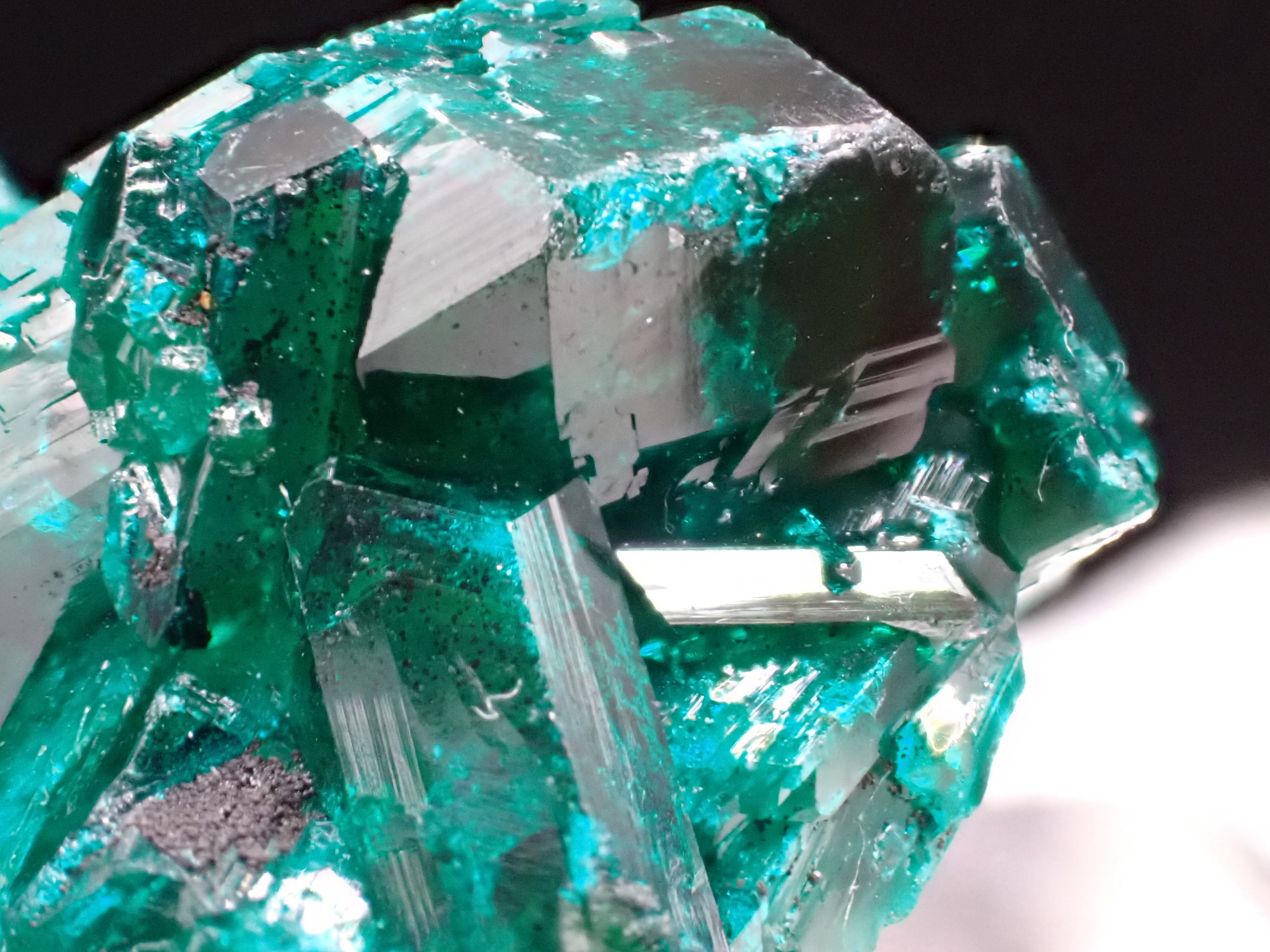 黒い宝石を散りばめたような大型のゴミダマ【標本】 驚異の標本箱 -昆虫-