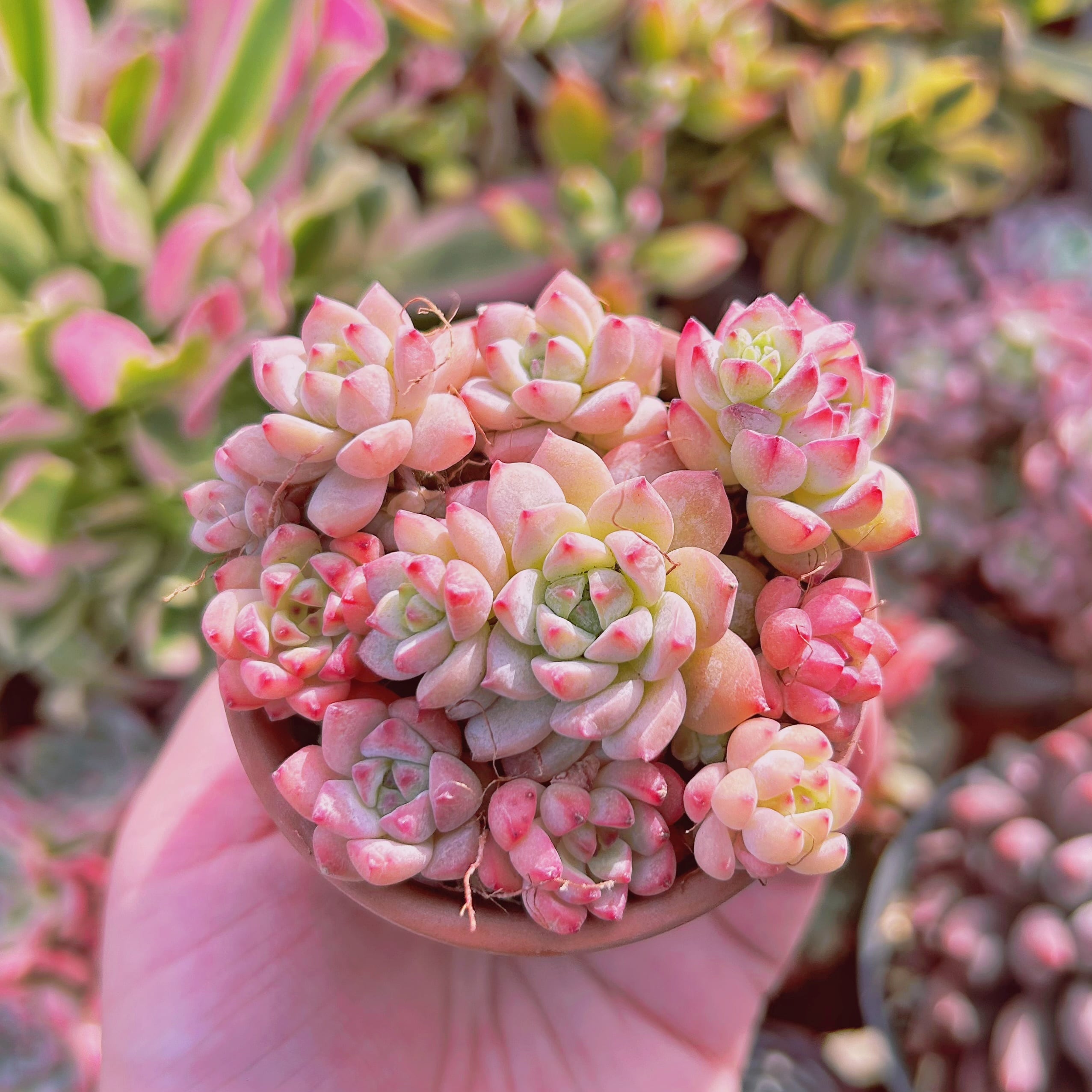 多肉植物　キャラメルスピリット　10頭以上