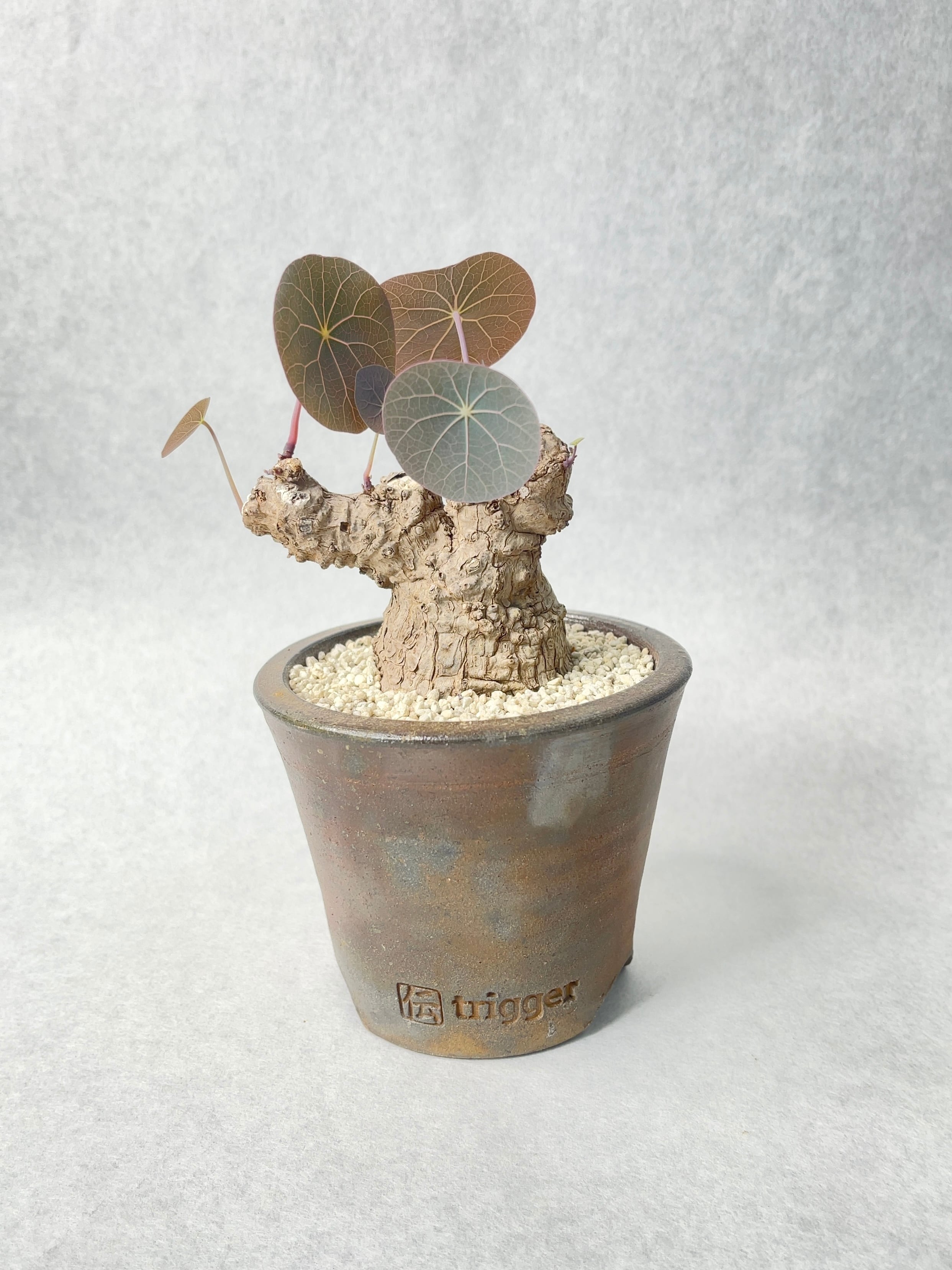 ステファニア カーウィーサキー 陶器鉢 ステファニア カーウィーサキー 陶器鉢 【公式通販】