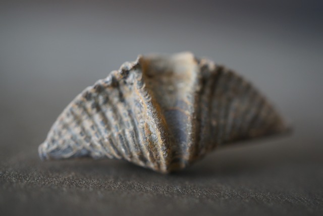 カナダ産腕足類化石 Mucrospirifer sp. 1604