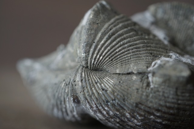 オハイオ州産黄鉄鉱化腕足類化石 Paraspirifer bownockeri 1482