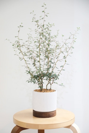 【M】ソフォラ リトルベイビー/Sophora prostrata Little Baby