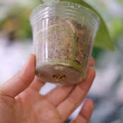 アンスリウム・レガレ / Anthurium Regale⑭│観葉植物