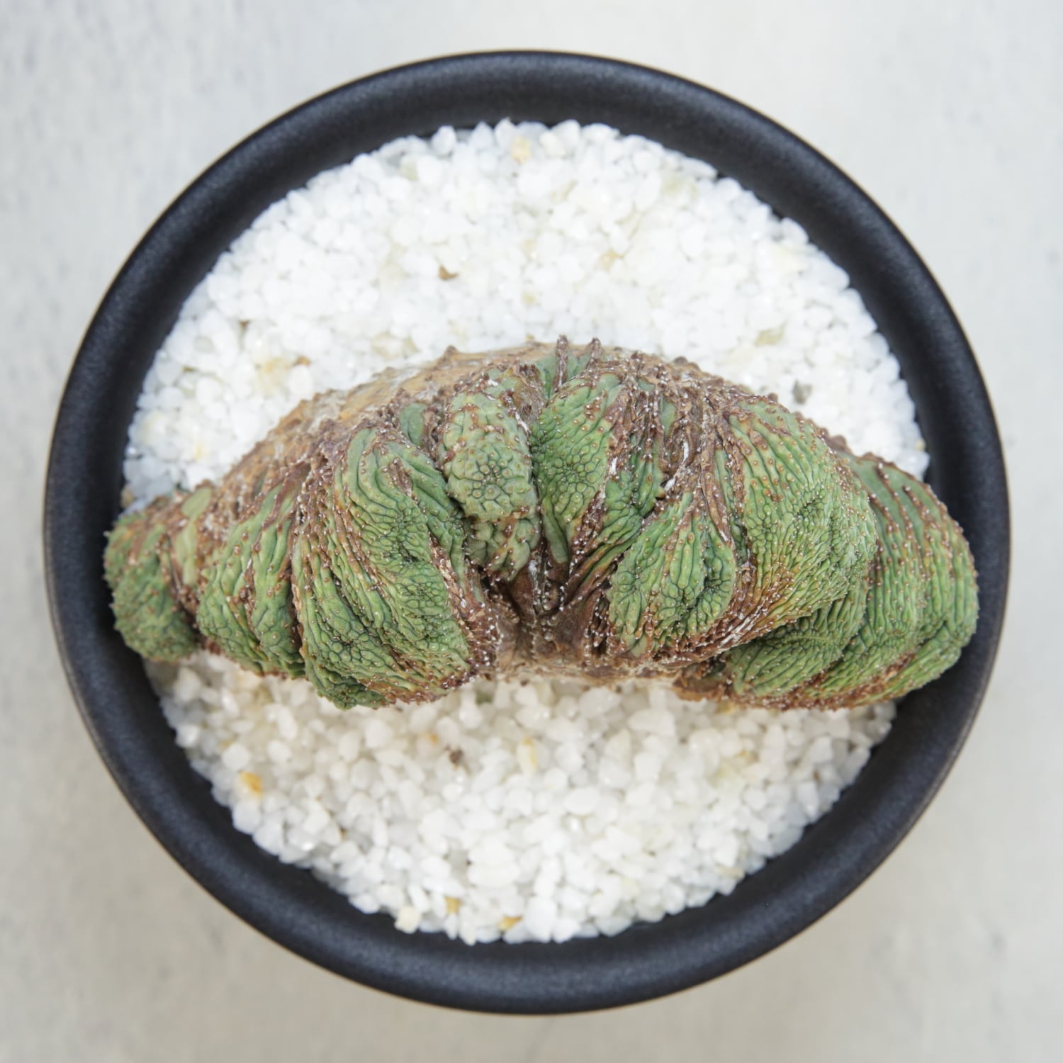 超厳選株】超大株 直径約9cm ヴィンテージ 仔吹き マウンテン オベサ