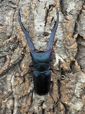 【美麗】高グレード《メタリフェルホソアカ 75mm ペア》わたくわ氏ブリード個体