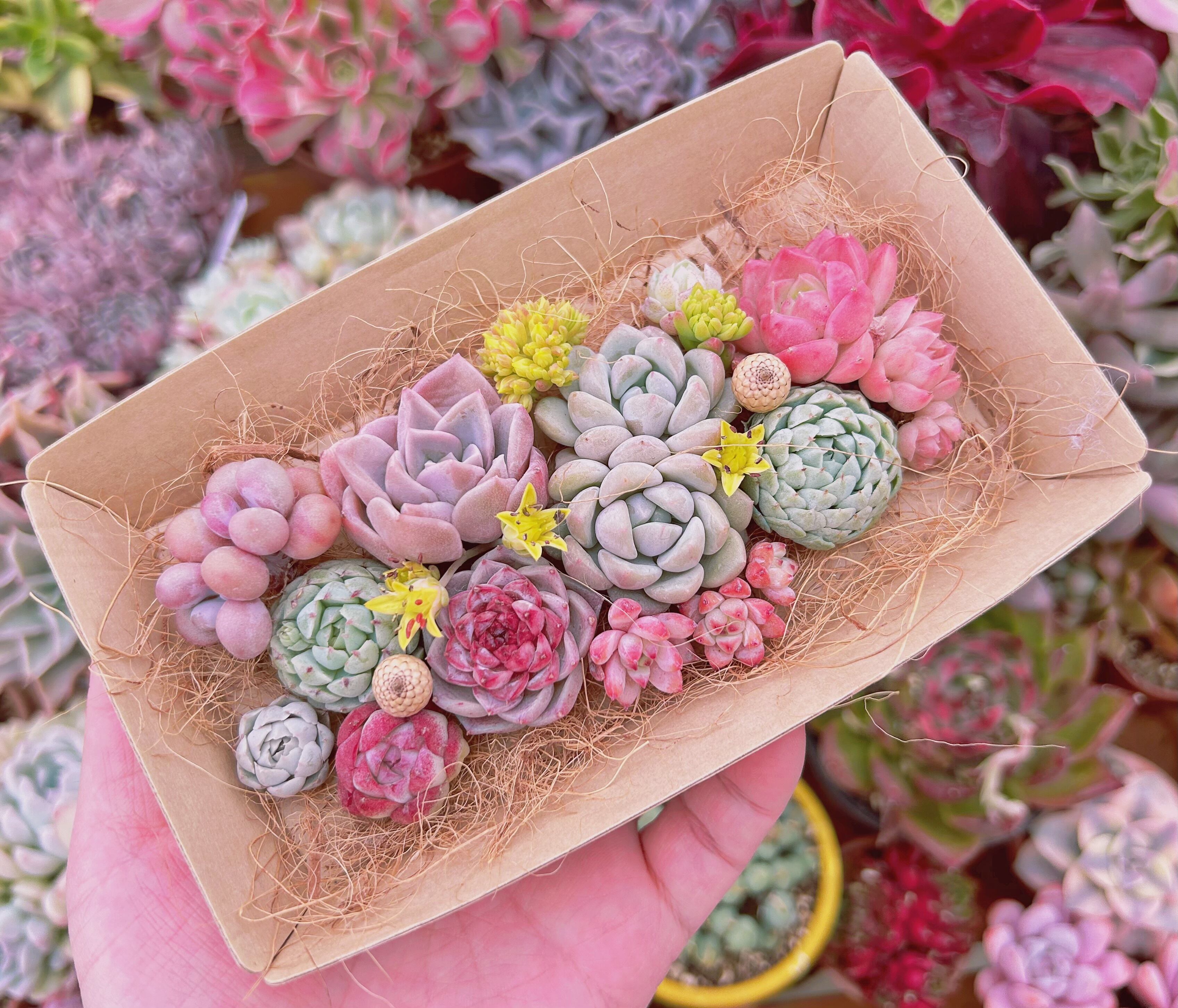 #517現物　多肉お弁当　トレーのまま発送