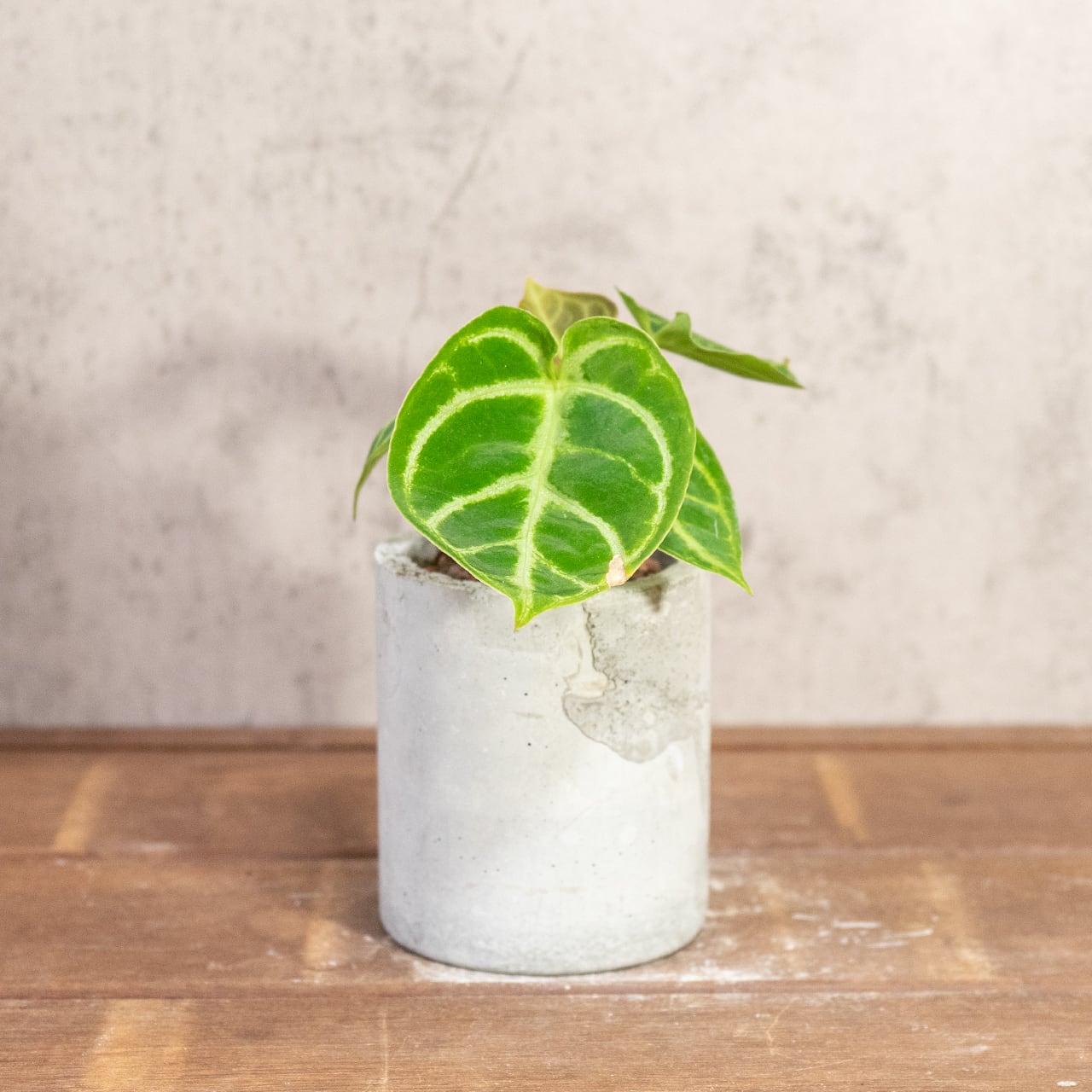 アンスリウム・ドラヤキ｜明るい葉色と立体的な葉脈が魅力の一点物【手づくりモルタル鉢】