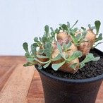 Othonna cacalioides【オトンナ・カカリオイデス】